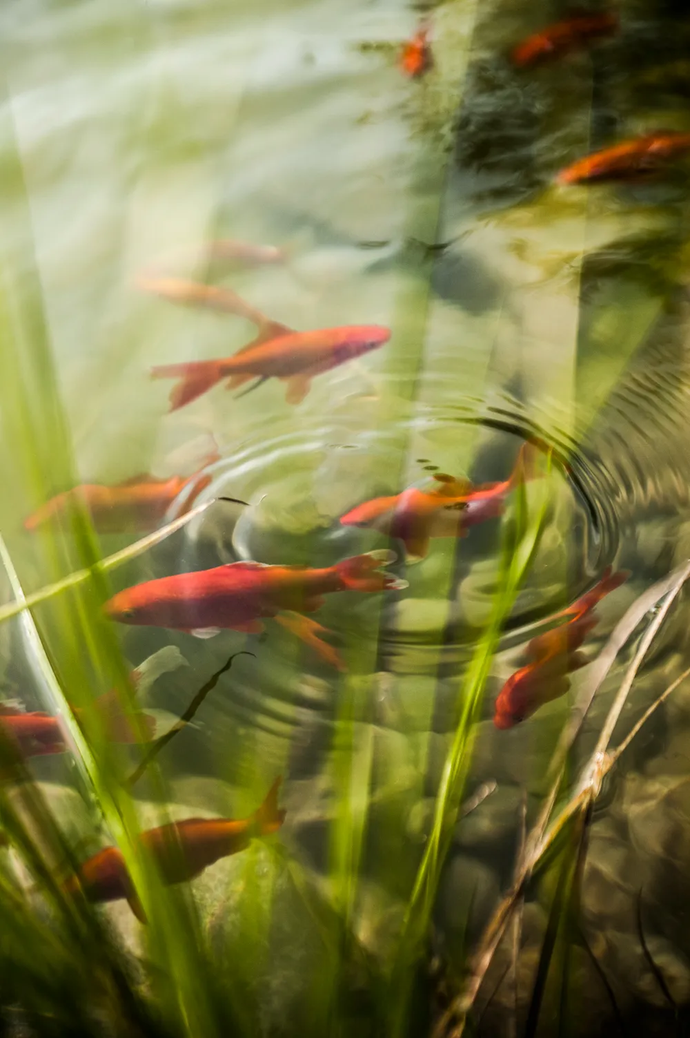 Goldfish swimming among reeds in a garden pond — garden design detail photographed by Janina Laszlo for Ammerseer Landschaftsbau in the Ammersee region