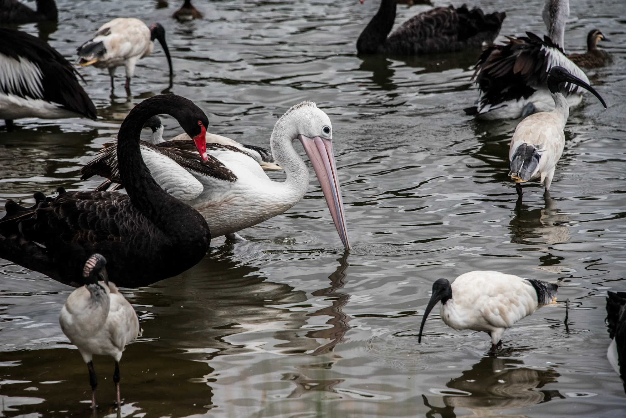 Black swan, Australian pelican and white ibises wading in shallow water — Australia, travel and fine art photography by Janina Laszlo