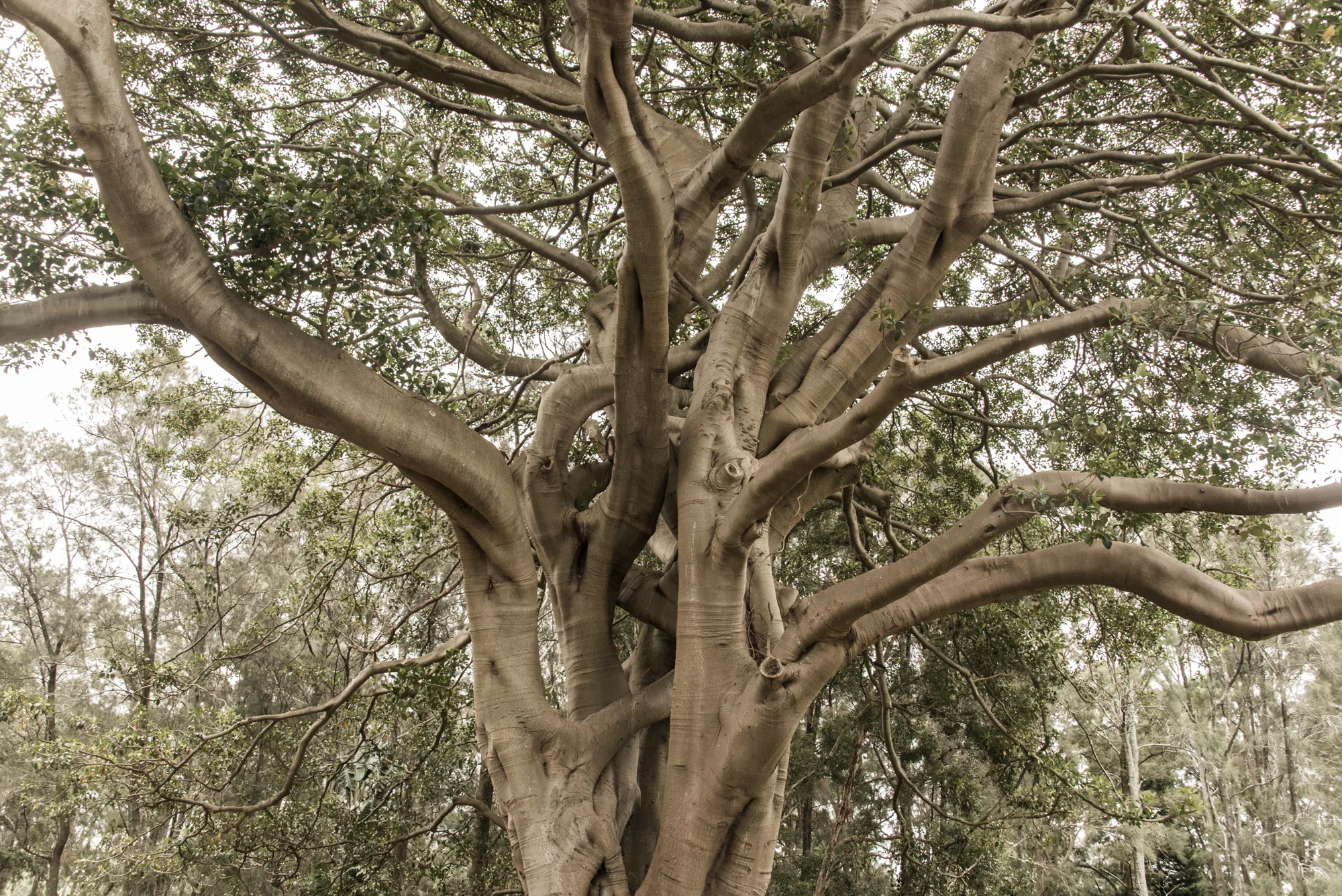 Sweeping pale branches of a giant fig tree under its leafy canopy — Australia, travel and fine art photography by Janina Laszlo