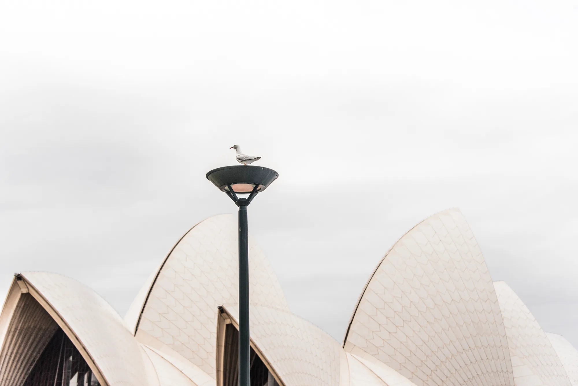 Silver gull perched on a lamp post before the white shells of the Sydney Opera House, Sydney — Australia, travel and fine art photography by Janina Laszlo