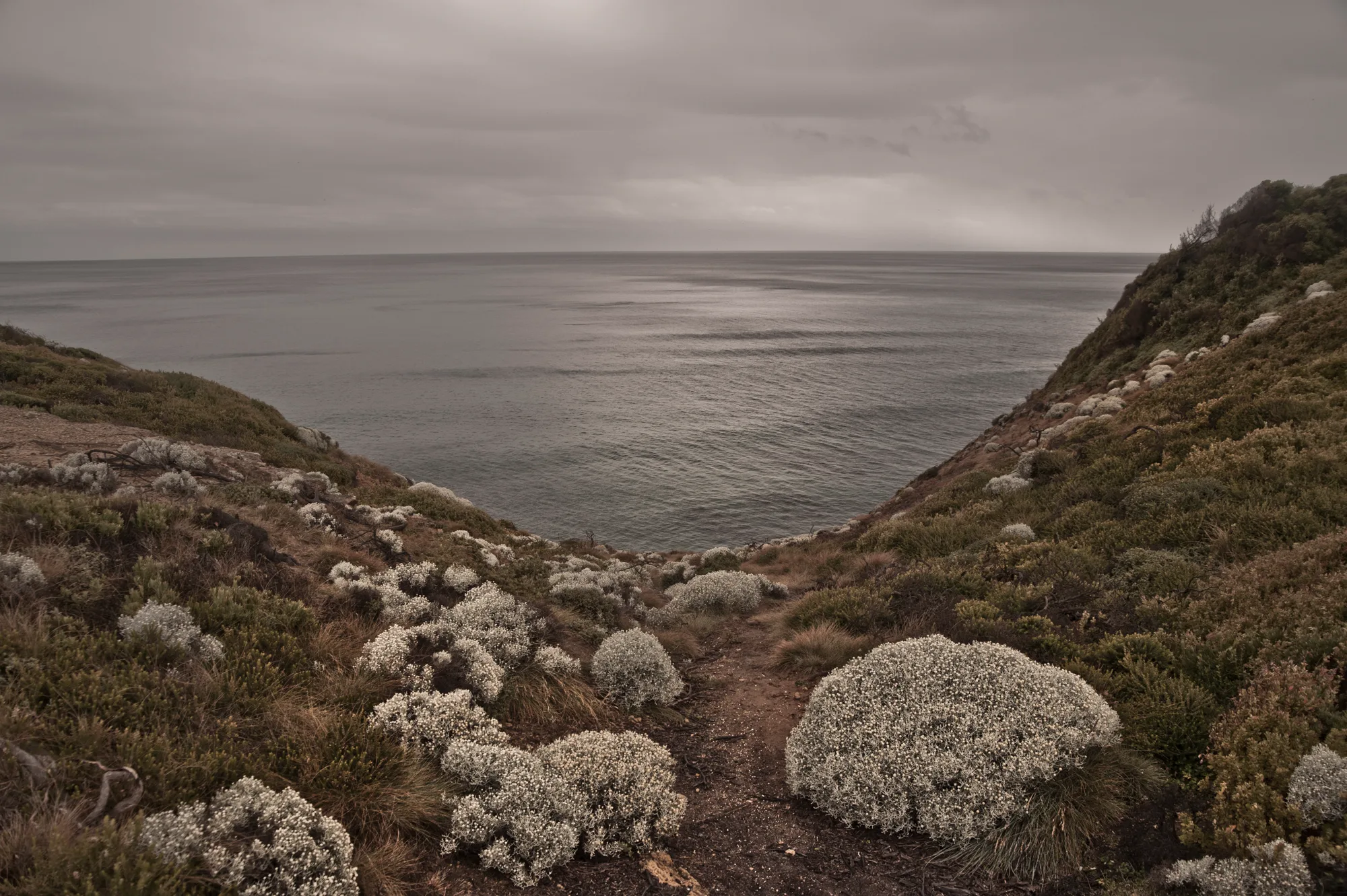 Coastal heath path with silver cushion bushes leading down to the sea — Australia, travel and fine art photography by Janina Laszlo