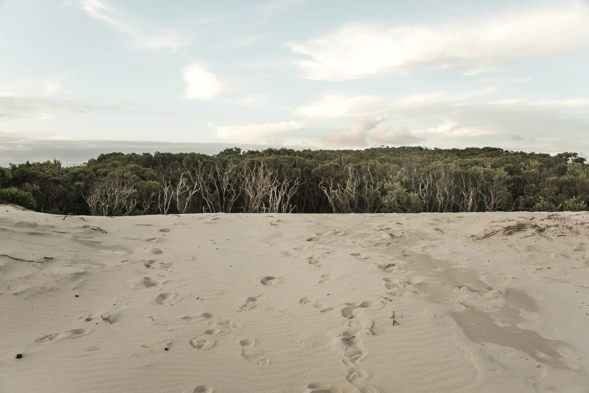 Footprints across a white dune towards dense coastal forest — Australia, travel and fine art photography by Janina Laszlo