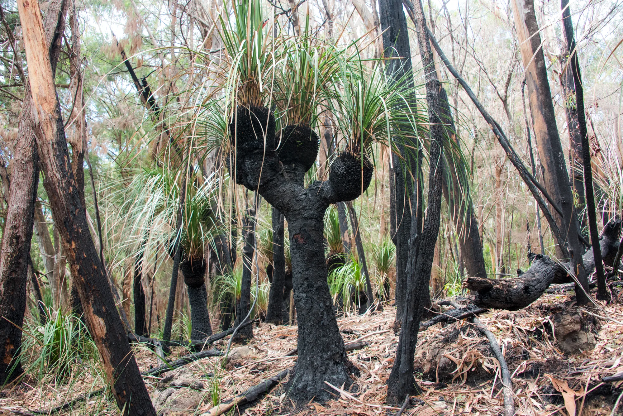 Grass trees with blackened trunks in a eucalyptus forest after a bushfire — Australia, travel and fine art photography by Janina Laszlo