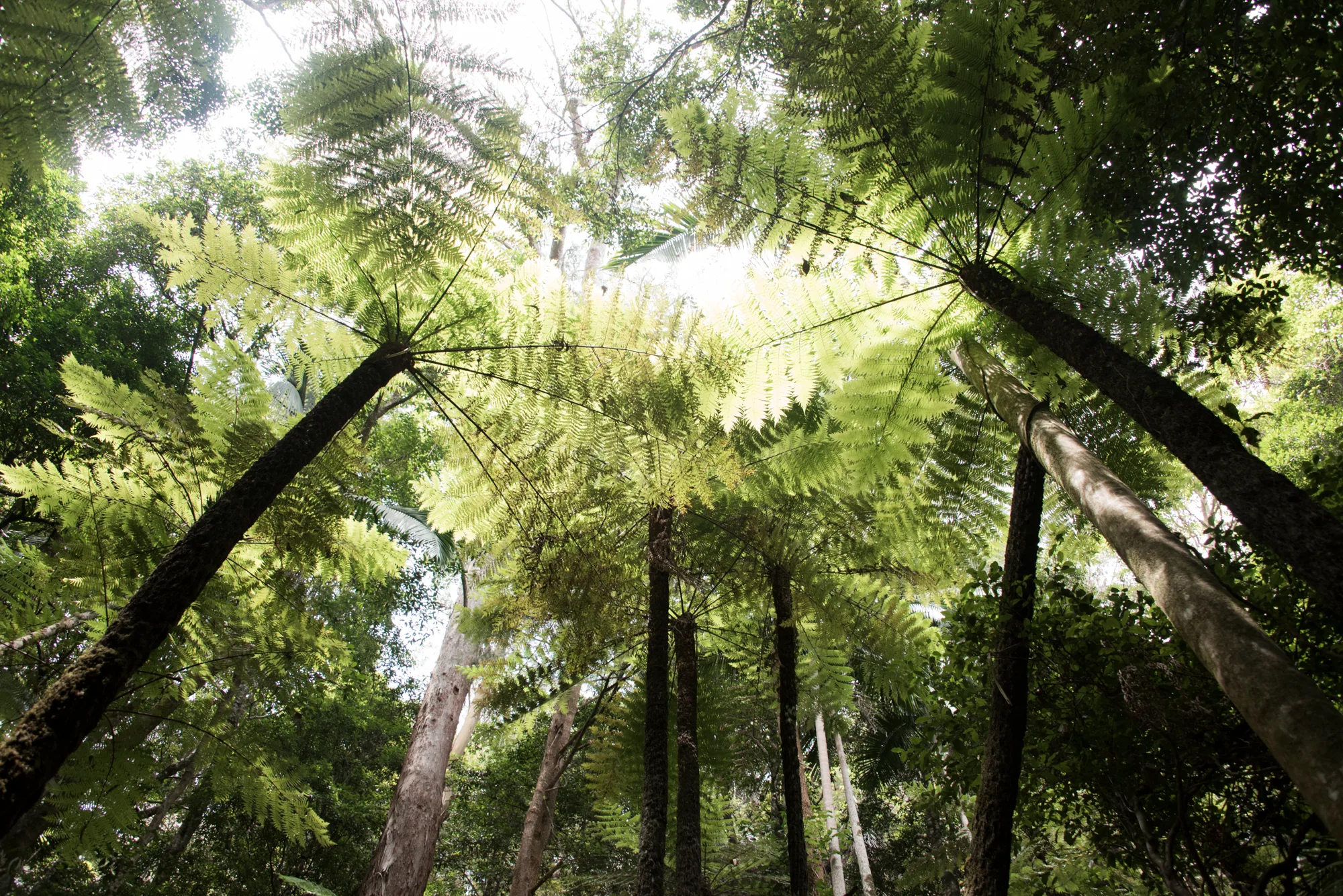 Looking up into a canopy of tree ferns in a rainforest — Australia, travel and fine art photography by Janina Laszlo