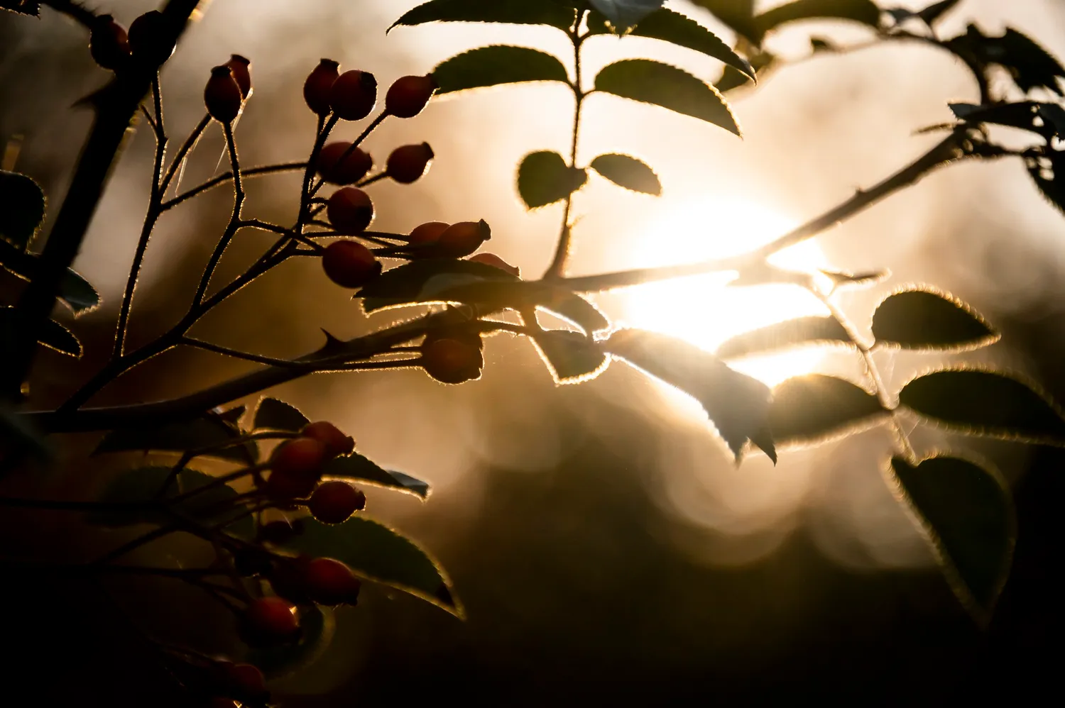 Backlit rose hip branches in golden autumn light — Autumn at My Cottage Garden, Sarah Stiller — campaign photography by Janina Laszlo, Munich