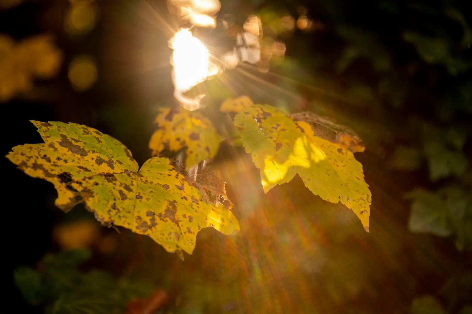 Sunlit yellow leaf glowing against a dark background — Autumn at My Cottage Garden, Sarah Stiller — campaign photography by Janina Laszlo, Munich