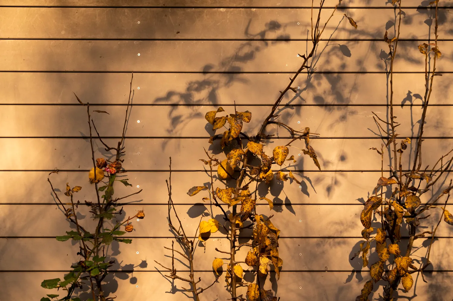 Dried stems casting shadows on a wooden wall at golden hour — Autumn at My Cottage Garden, Sarah Stiller — campaign photography by Janina Laszlo, Munich