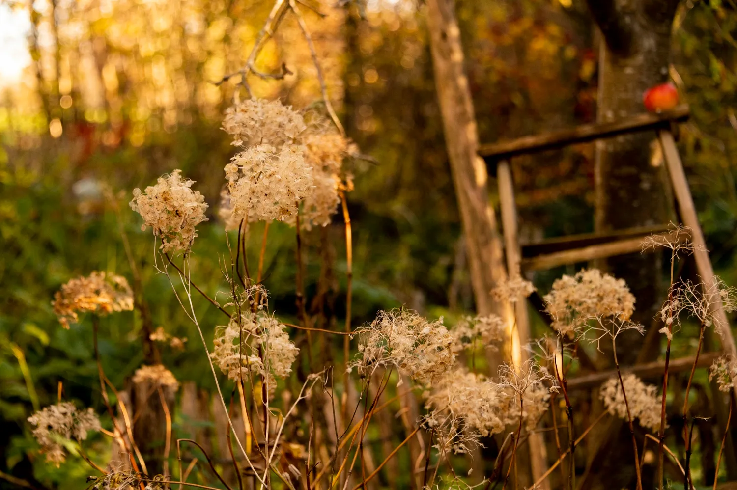 Dried hydrangea heads and a wooden ladder in evening sun — Autumn at My Cottage Garden, Sarah Stiller — campaign photography by Janina Laszlo, Munich