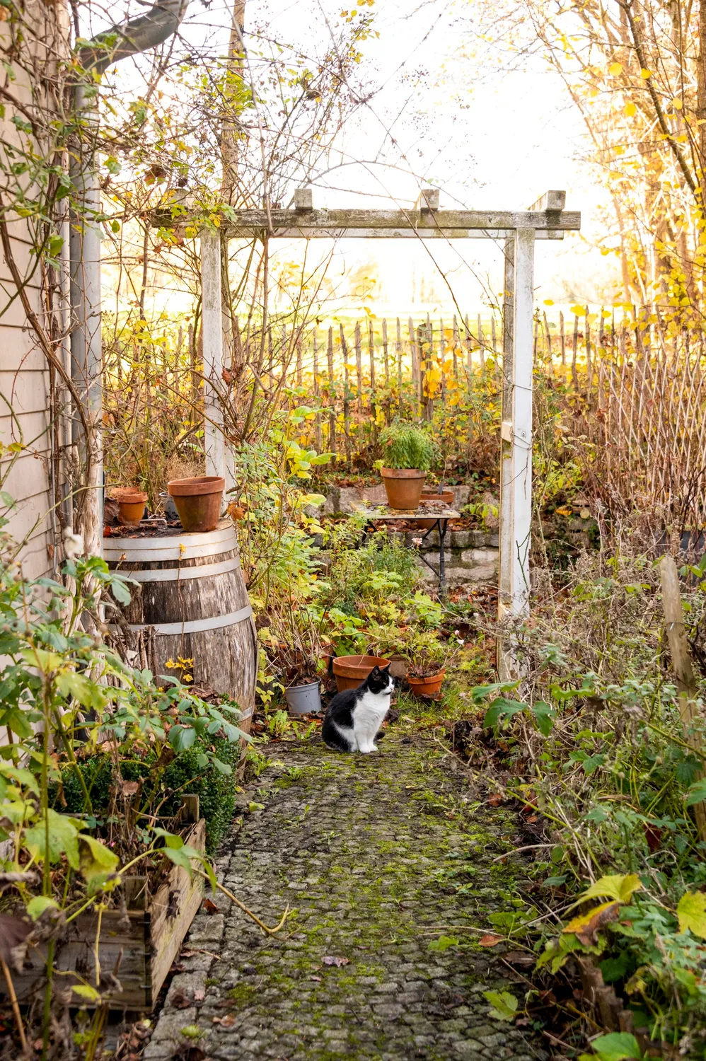 Garden path under a wooden pergola in autumn light — Autumn at My Cottage Garden, Sarah Stiller — campaign photography by Janina Laszlo, Munich