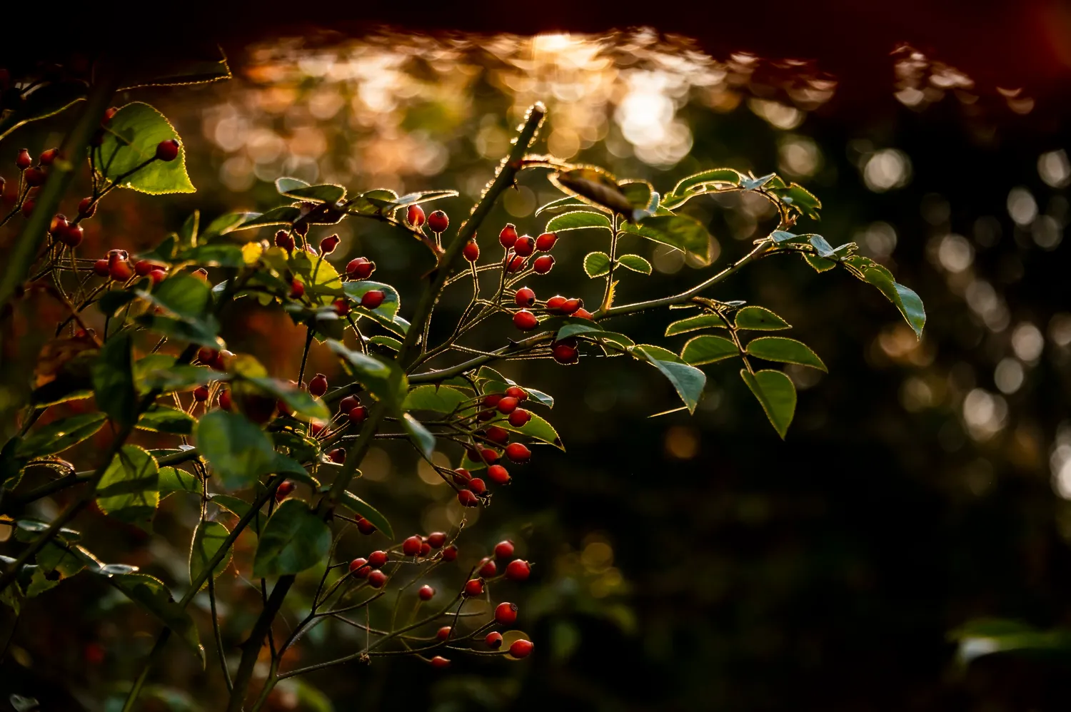 Red berries on a shrub in low autumn sun — Autumn at My Cottage Garden, Sarah Stiller — campaign photography by Janina Laszlo, Munich