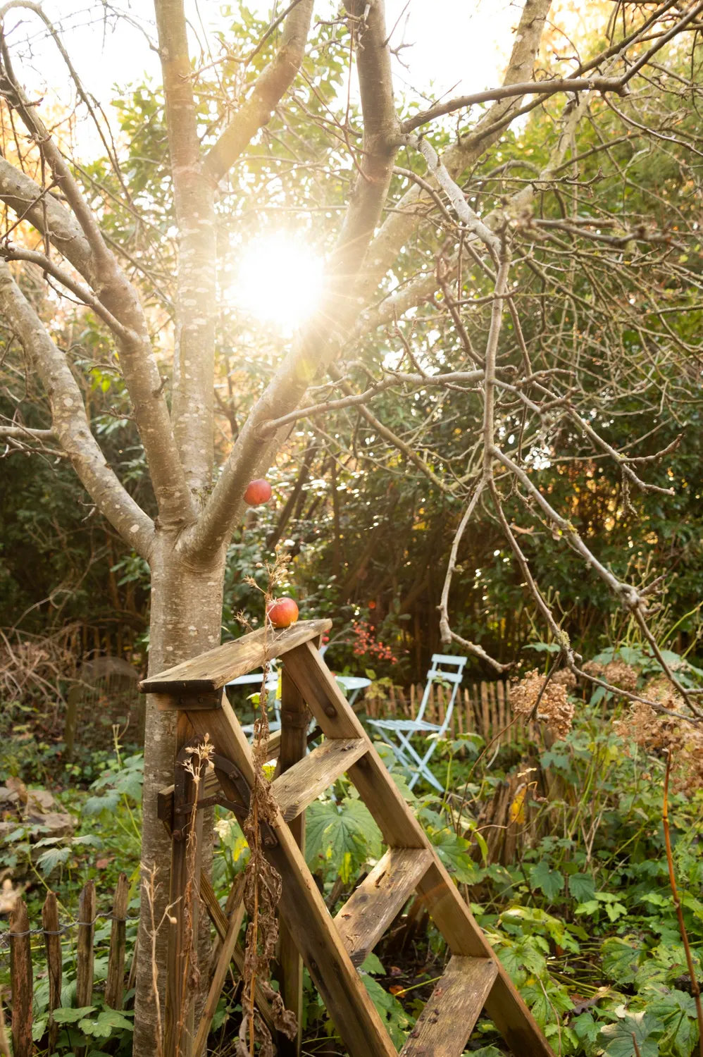 Sun flaring through a bare tree beside a wooden ladder — Autumn at My Cottage Garden, Sarah Stiller — campaign photography by Janina Laszlo, Munich