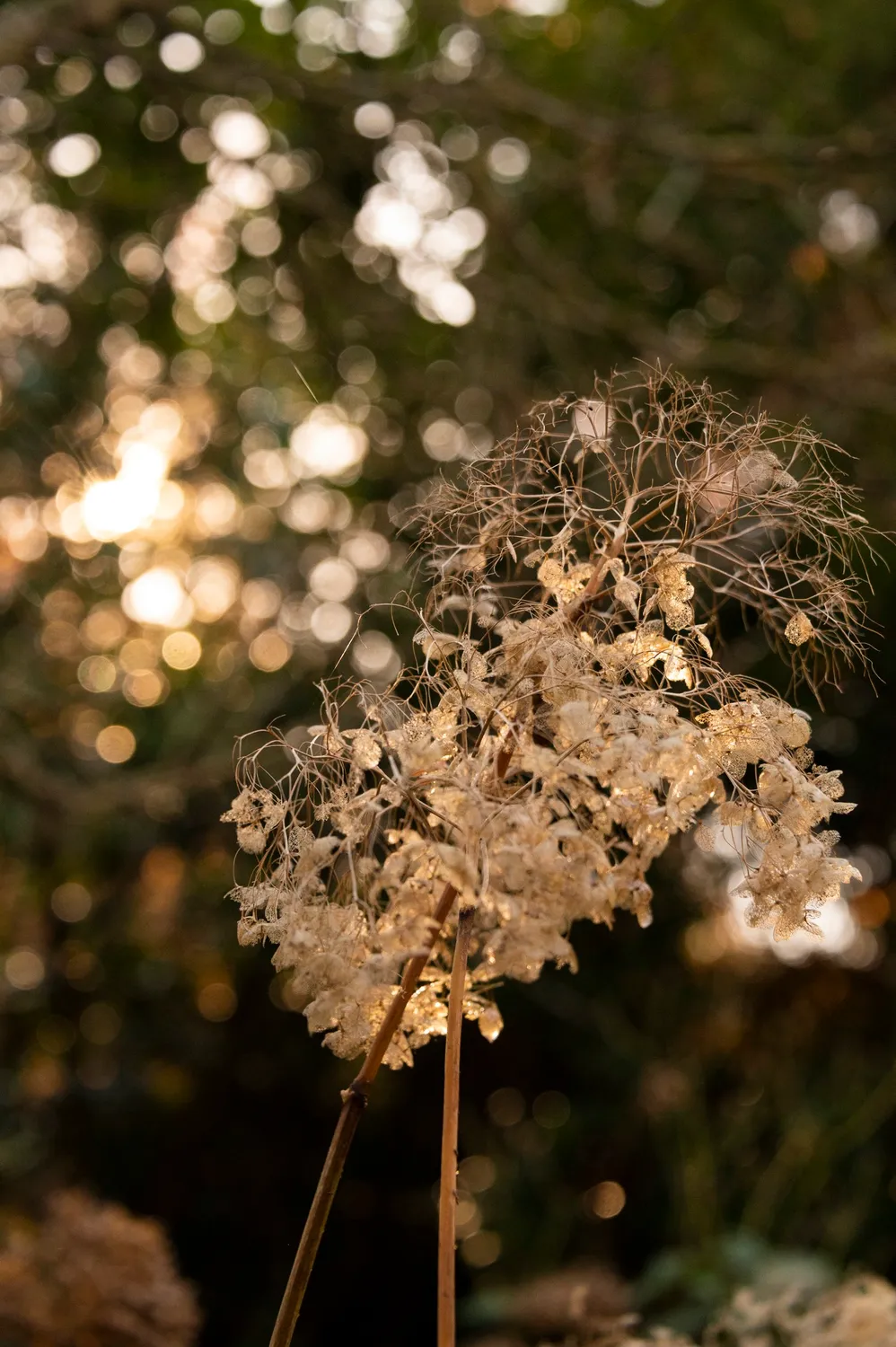 Dried hydrangea blossom backlit in soft light — Autumn at My Cottage Garden, Sarah Stiller — campaign photography by Janina Laszlo, Munich