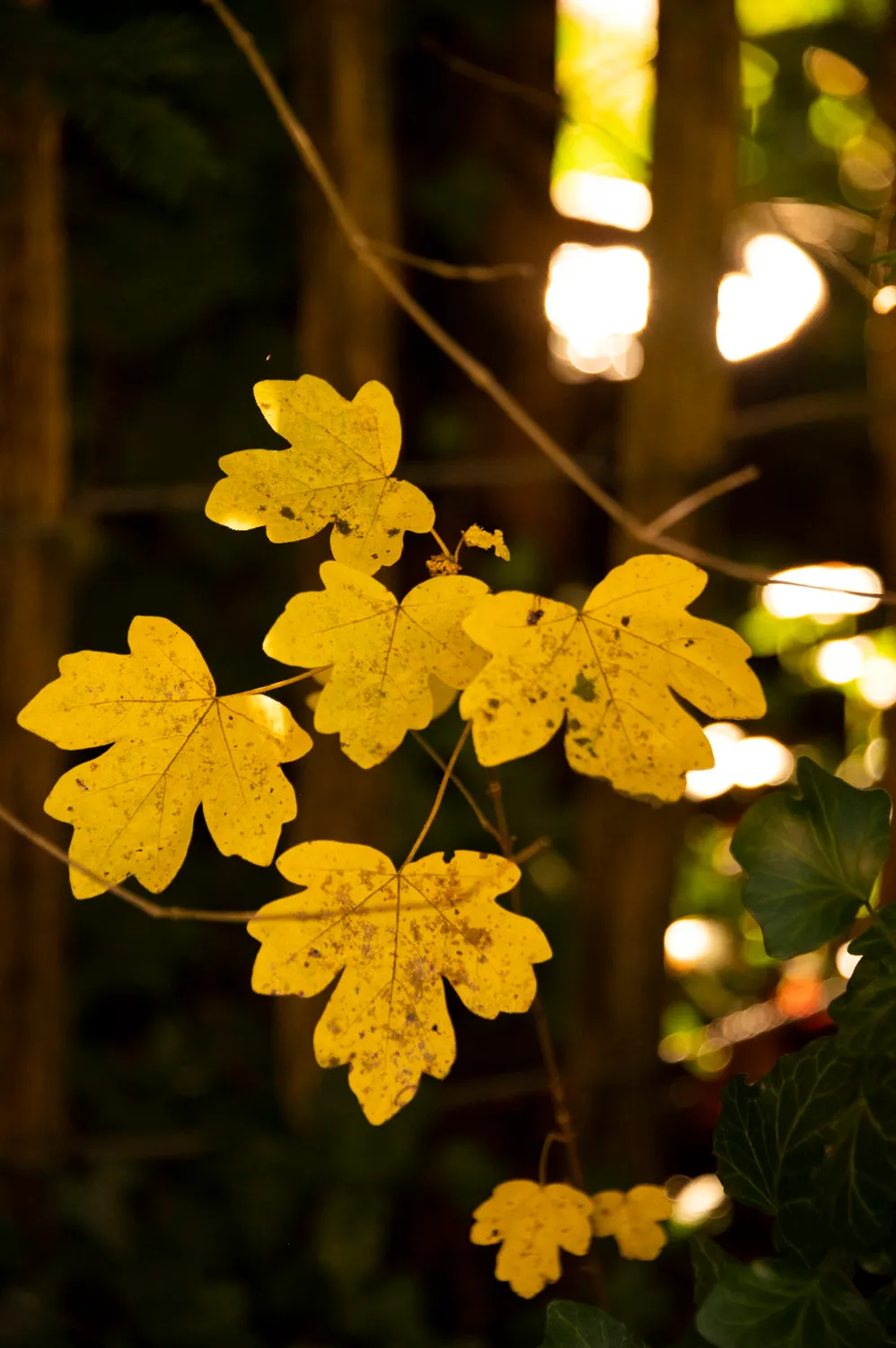 Yellow maple leaves against a dark background — Autumn at My Cottage Garden, Sarah Stiller — campaign photography by Janina Laszlo, Munich