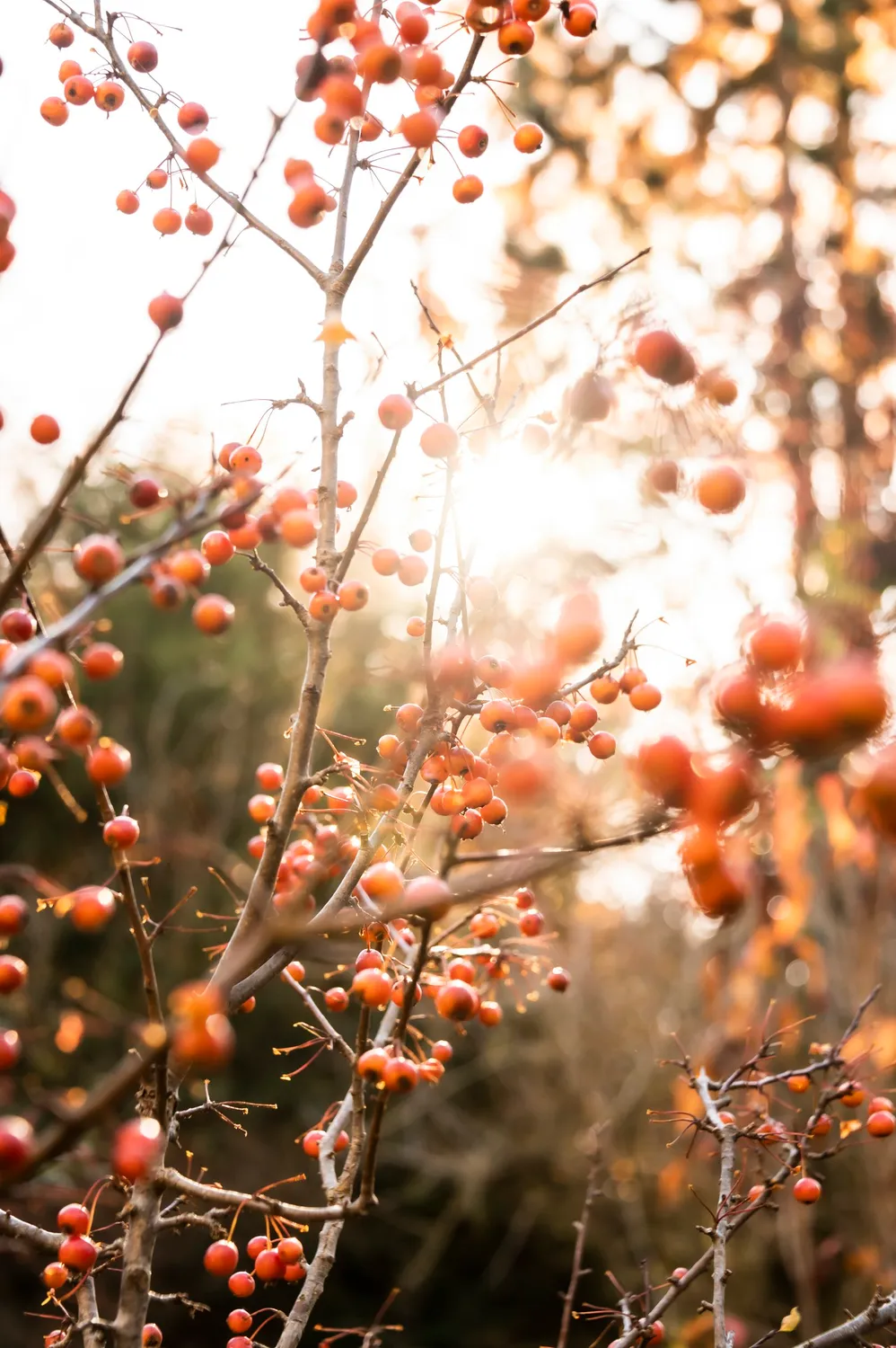 Orange rose hips glowing in backlight — Autumn at My Cottage Garden, Sarah Stiller — campaign photography by Janina Laszlo, Munich