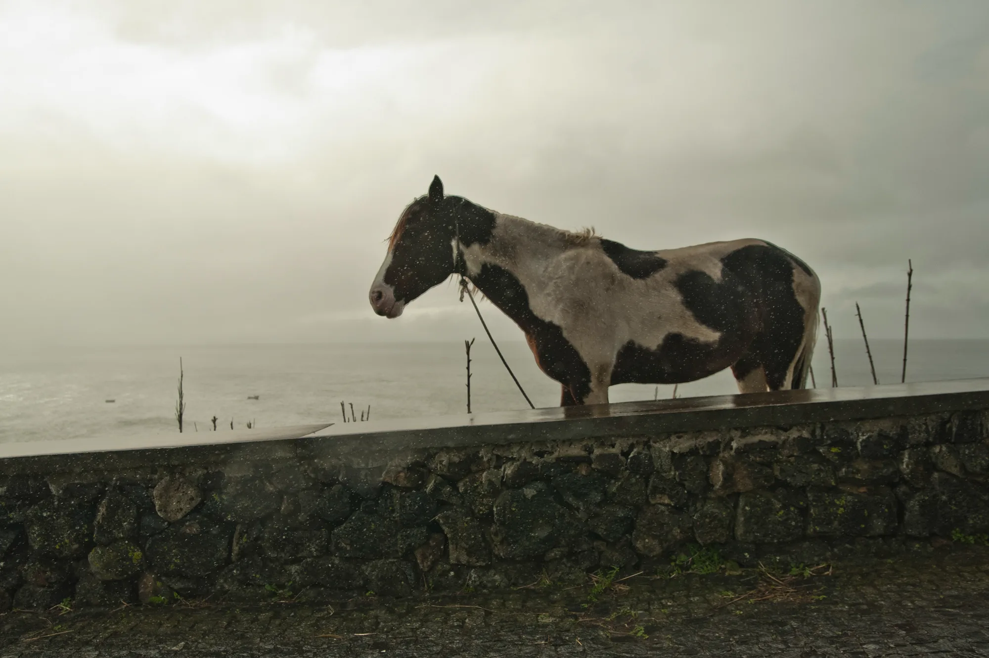 Piebald horse standing behind a wet lava-stone wall in the rain, the Atlantic behind — Azores, São Miguel, travel and fine art photography by Janina Laszlo