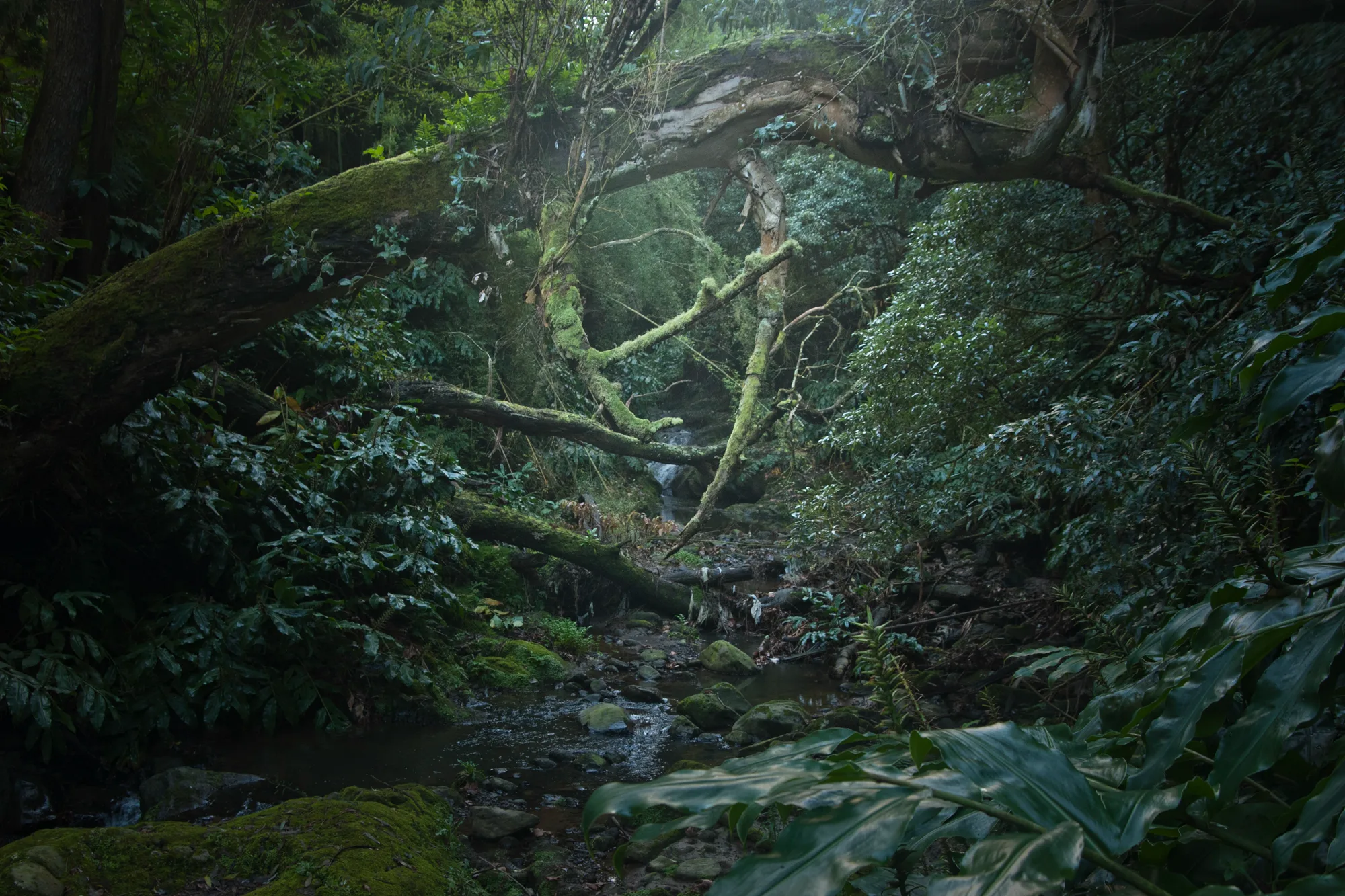 Moss-covered branches arching over a stream in a dark laurel forest — Azores, São Miguel, travel and fine art photography by Janina Laszlo