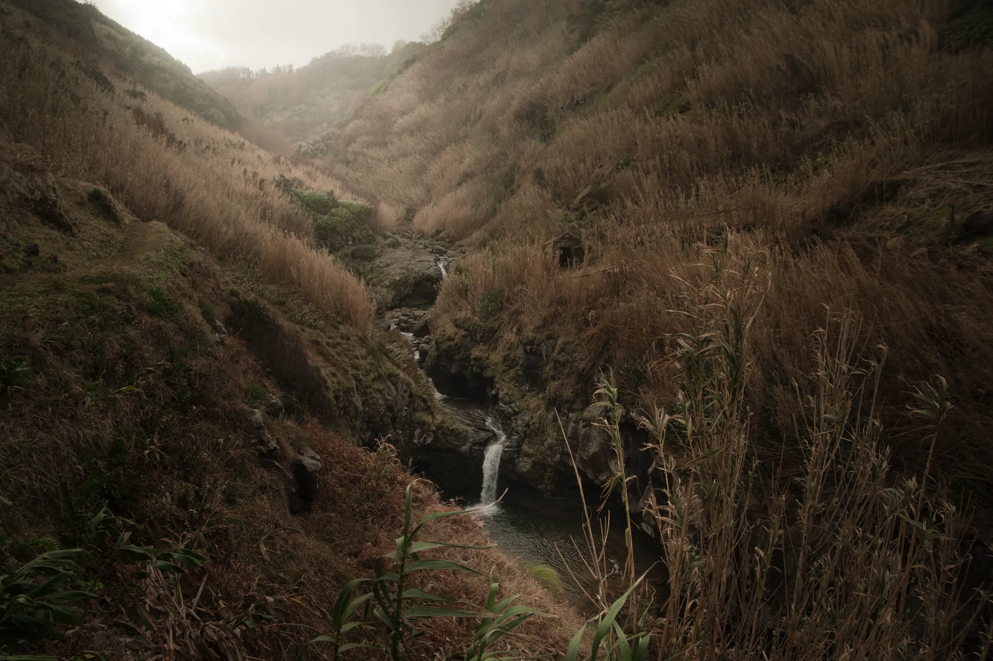 Small waterfall in a ravine overgrown with golden reeds — Azores, São Miguel, travel and fine art photography by Janina Laszlo