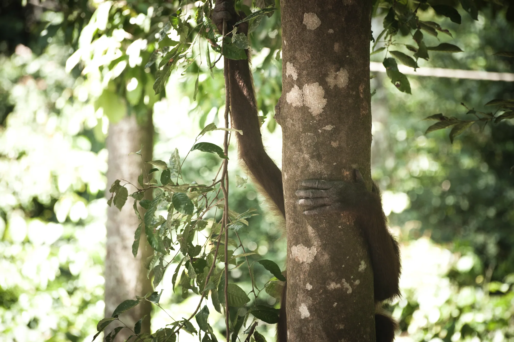 Orangutan arm and hand gripping a tree trunk in the forest — Borneo & Pulau Mabul, documentary and travel photography by Janina Laszlo