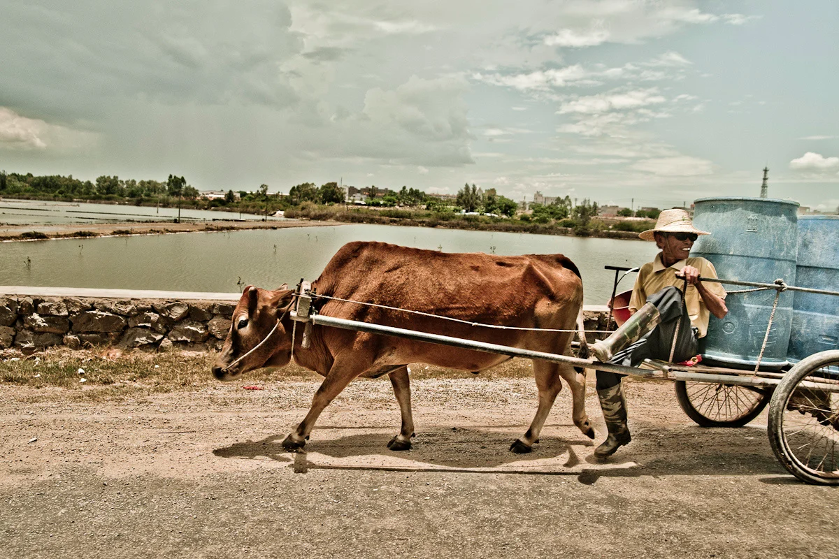 Man riding an ox cart with blue water barrels past ponds, Hainan — China, documentary and travel photography by Janina Laszlo