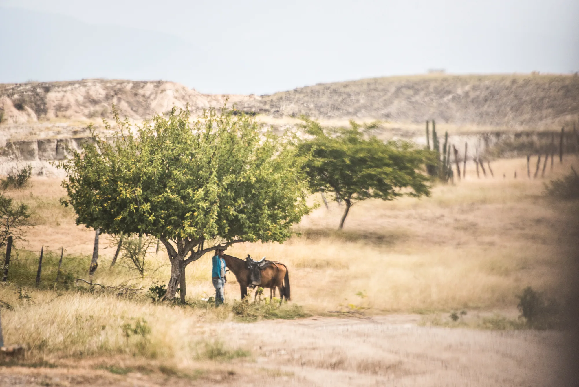 Man and saddled horse resting in the shade of a tree in dry grassland — Colombia, travel and documentary photography by Janina Laszlo