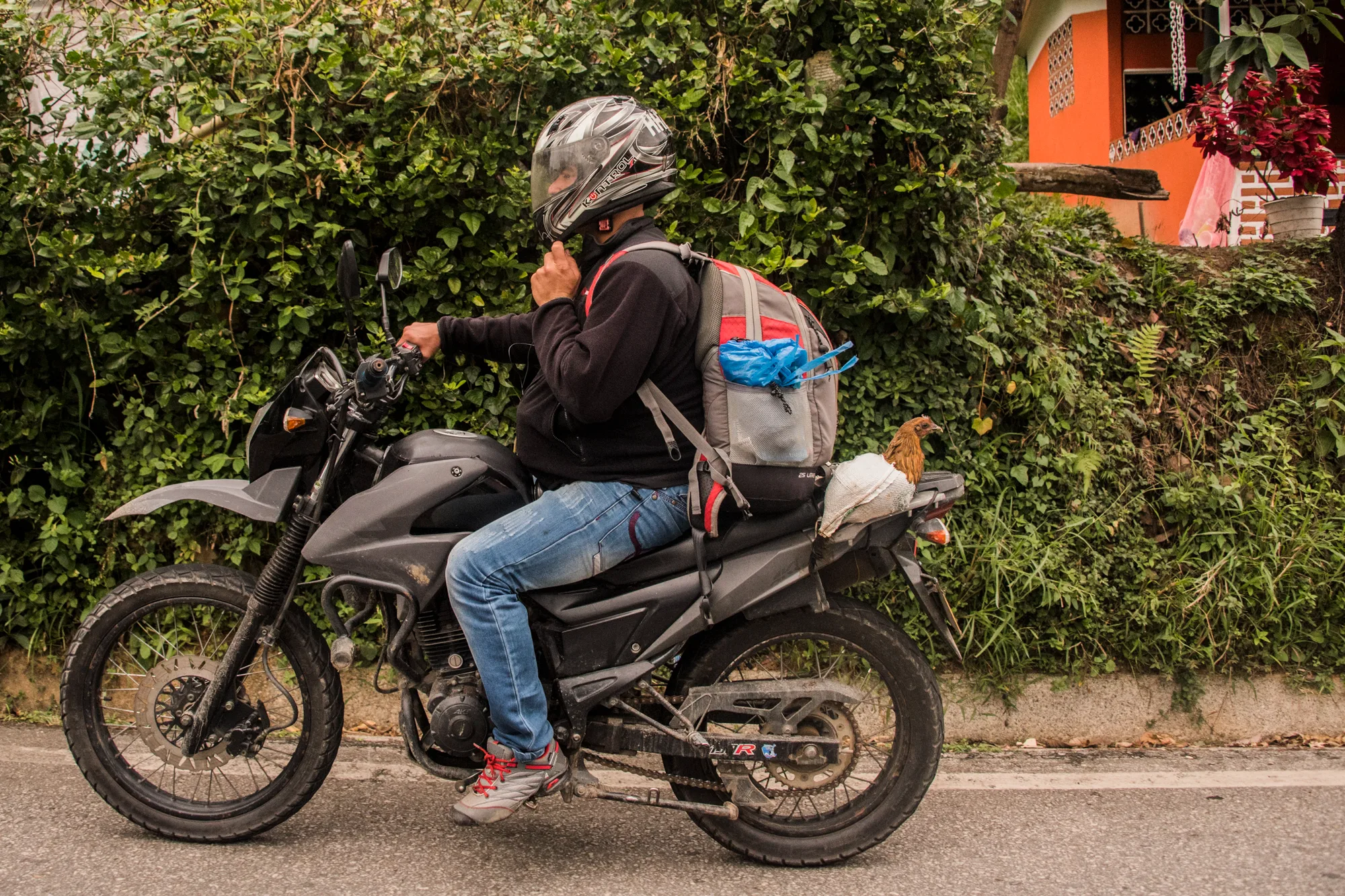 Motorcyclist with a hen riding on the back seat — Colombia, travel and documentary photography by Janina Laszlo