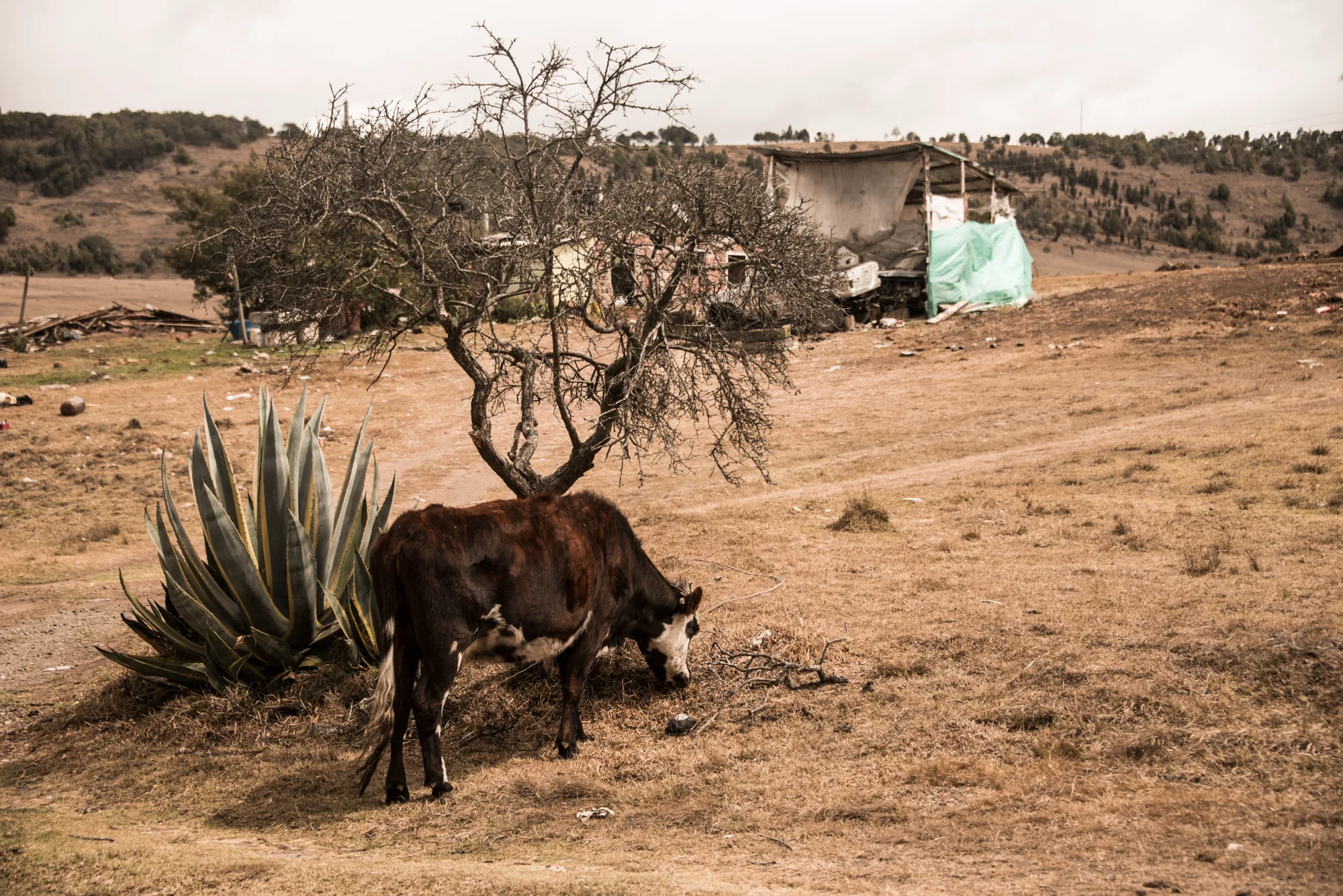 Cow grazing beside an agave and a bare tree on dry highland pasture — Colombia, travel and documentary photography by Janina Laszlo