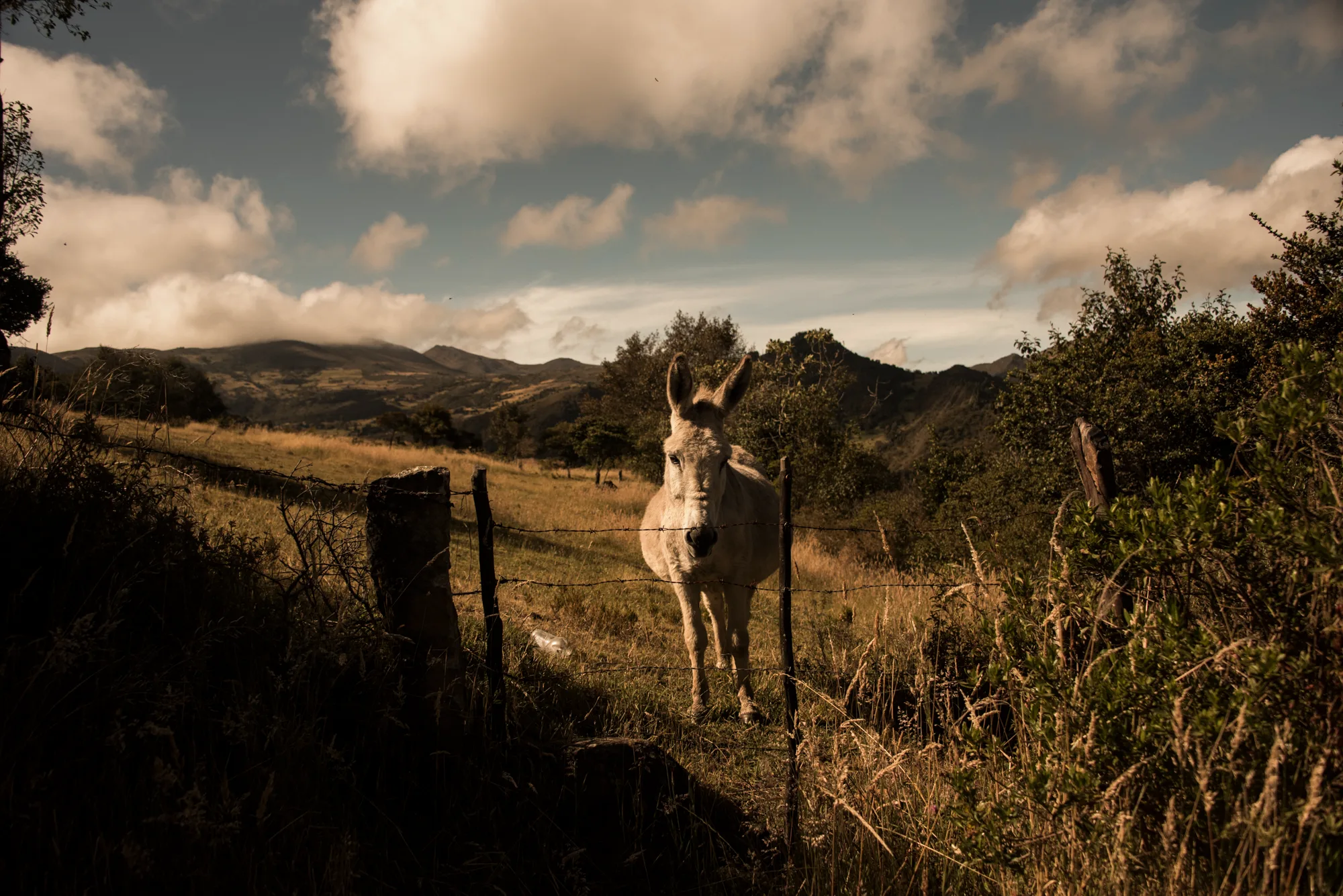 White donkey looking over a barbed-wire fence in Andean pastures under dramatic clouds — Colombia, travel and documentary photography by Janina Laszlo