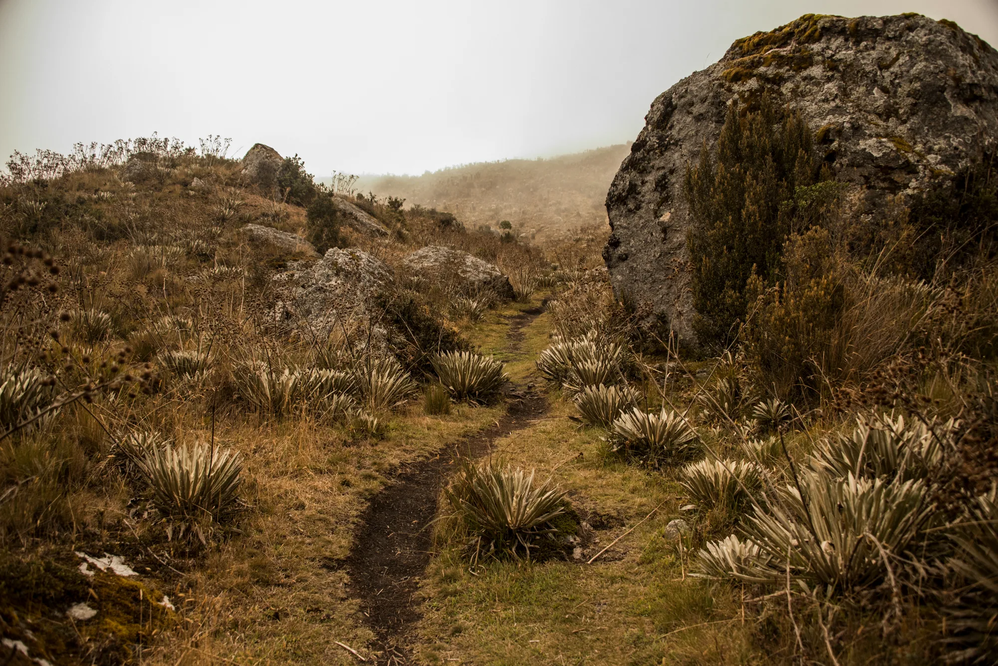 Narrow trail through frailejones and lichen-covered boulders in misty páramo — Colombia, travel and documentary photography by Janina Laszlo
