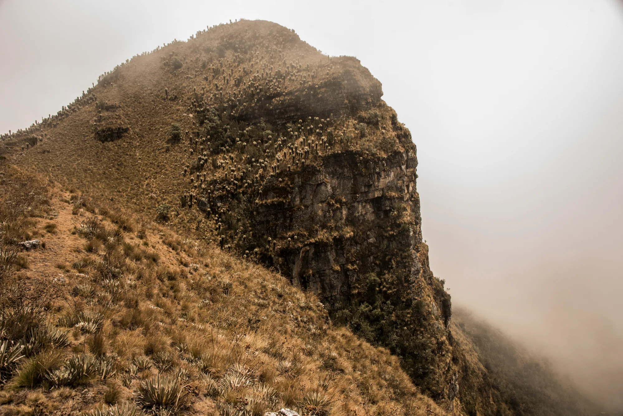 Steep mountain ridge covered in frailejones disappearing into fog — Colombia, travel and documentary photography by Janina Laszlo