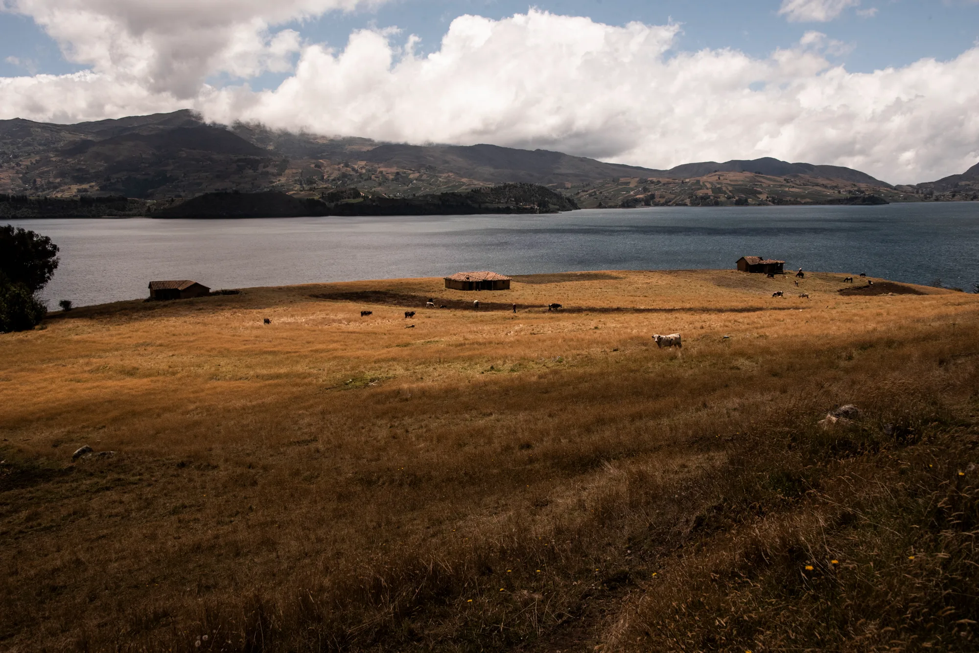 Golden pasture with grazing cows and small farmhouses on the shore of a large Andean lake — Colombia, travel and documentary photography by Janina Laszlo