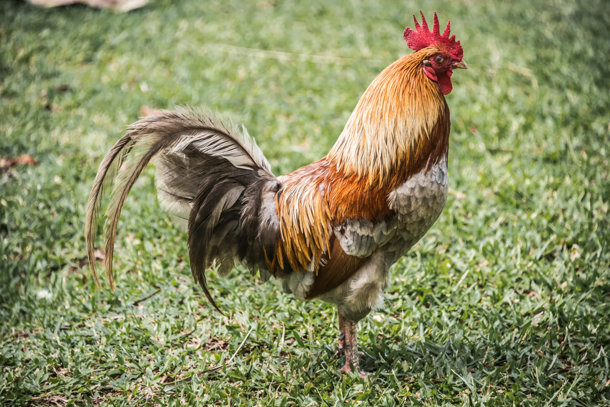 Rooster with golden hackles on a lawn — Cook Islands, travel and fine art photography by Janina Laszlo