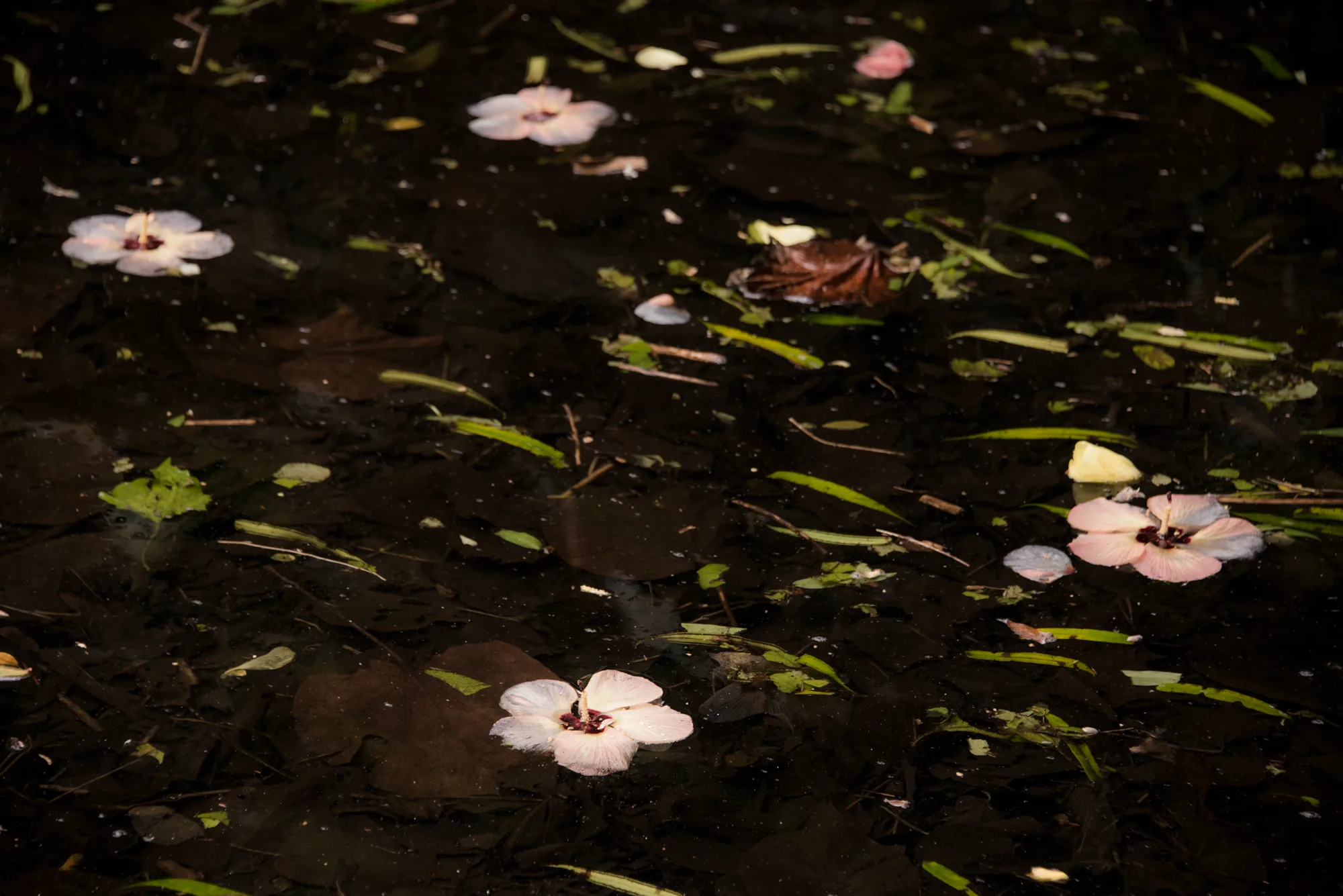 Pale hibiscus blossoms floating on dark water — Cook Islands, travel and fine art photography by Janina Laszlo