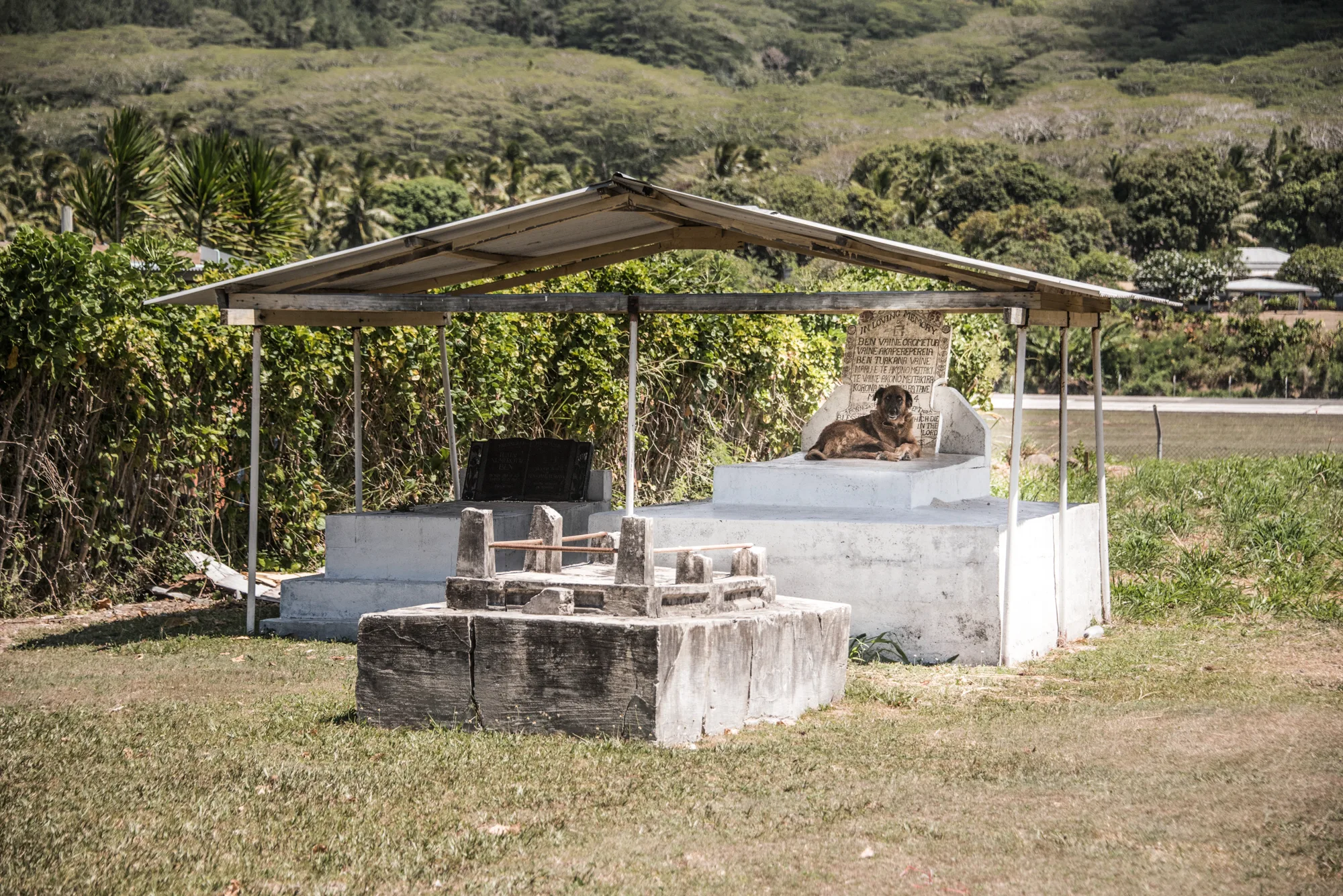 Dog resting on a whitewashed tomb under a tin roof — Cook Islands, travel and fine art photography by Janina Laszlo