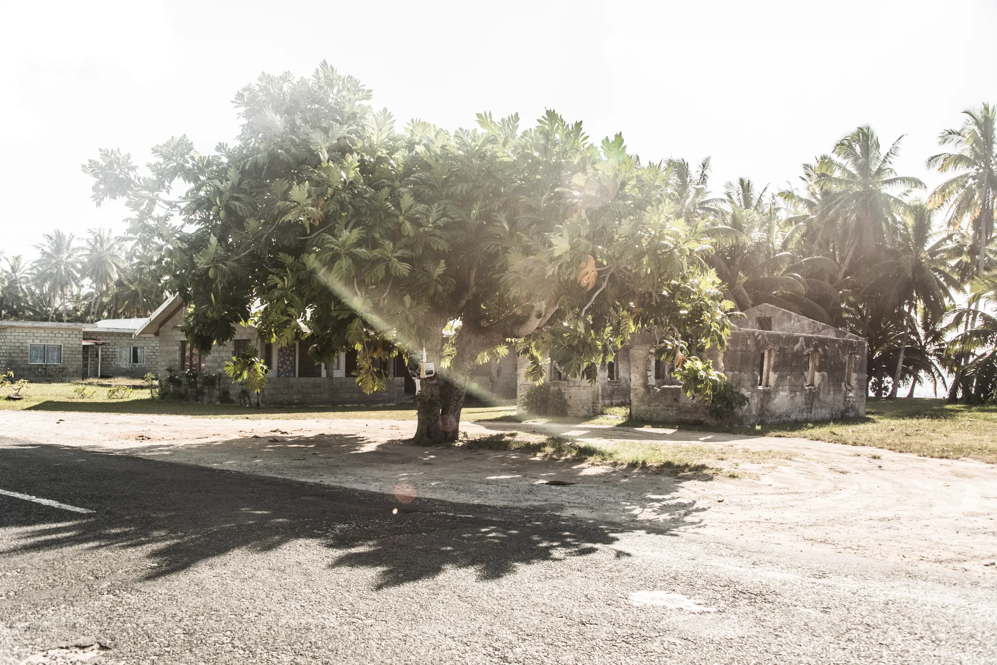Breadfruit tree in sun flare before a stone ruin and village houses — Cook Islands, travel and fine art photography by Janina Laszlo