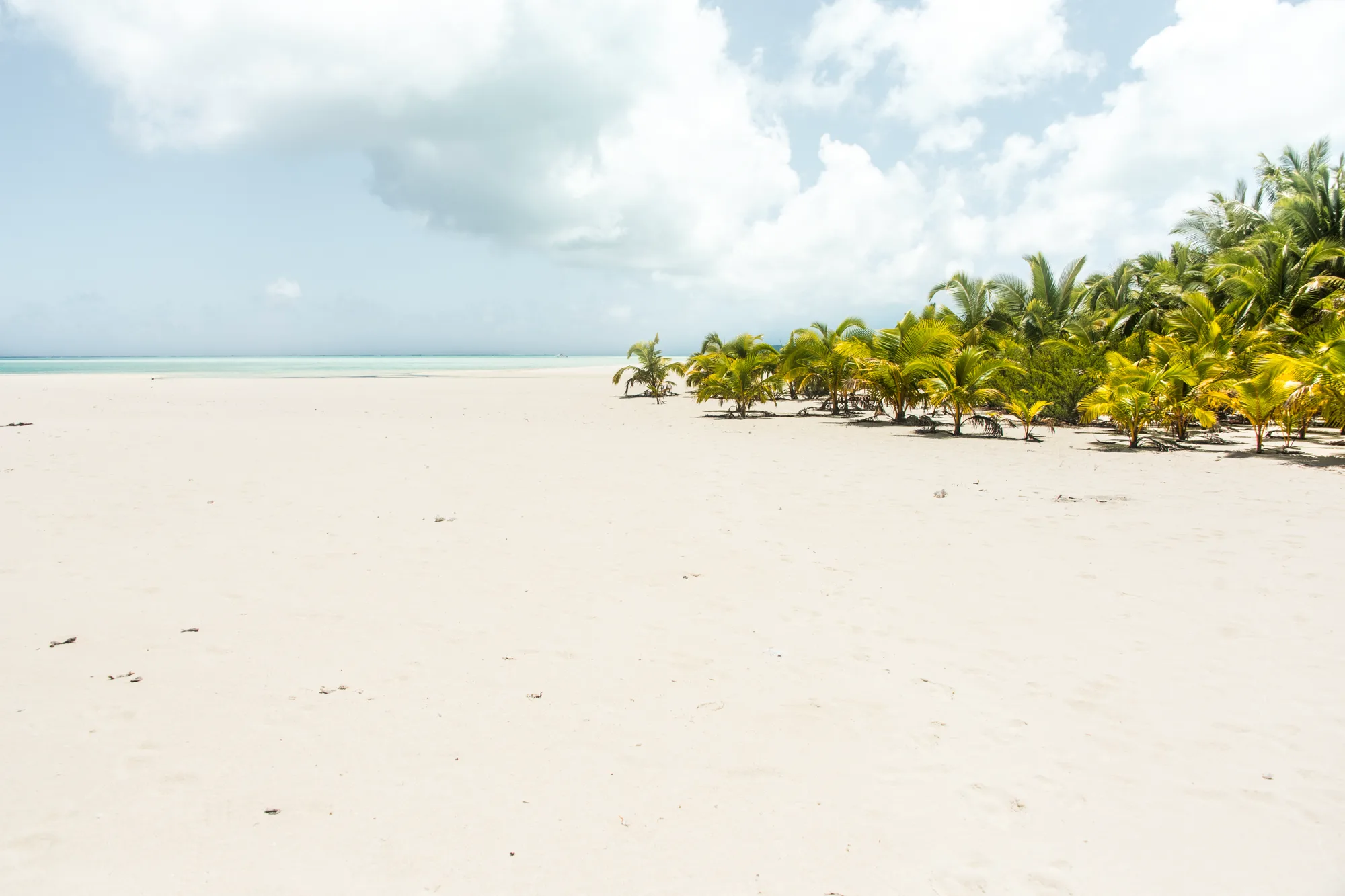 Empty white sand beach with young coconut palms — Cook Islands, travel and fine art photography by Janina Laszlo