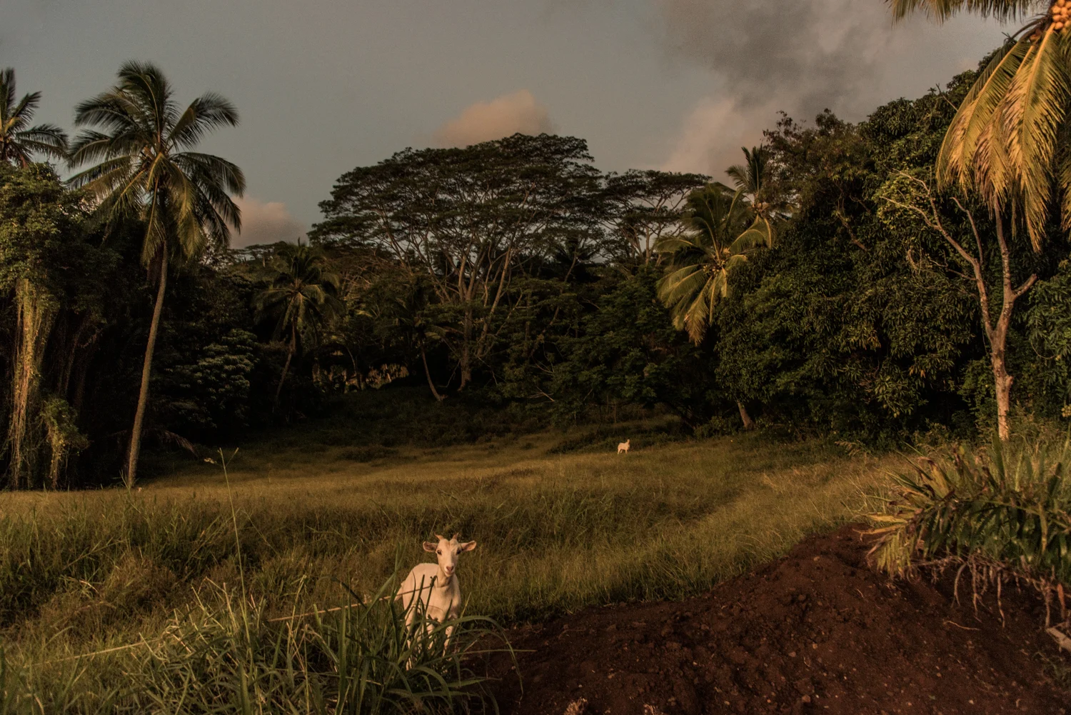 White goat in tall grass at dusk below coconut palms and rainforest, Rarotonga — Cook Islands, travel photography by Janina Laszlo