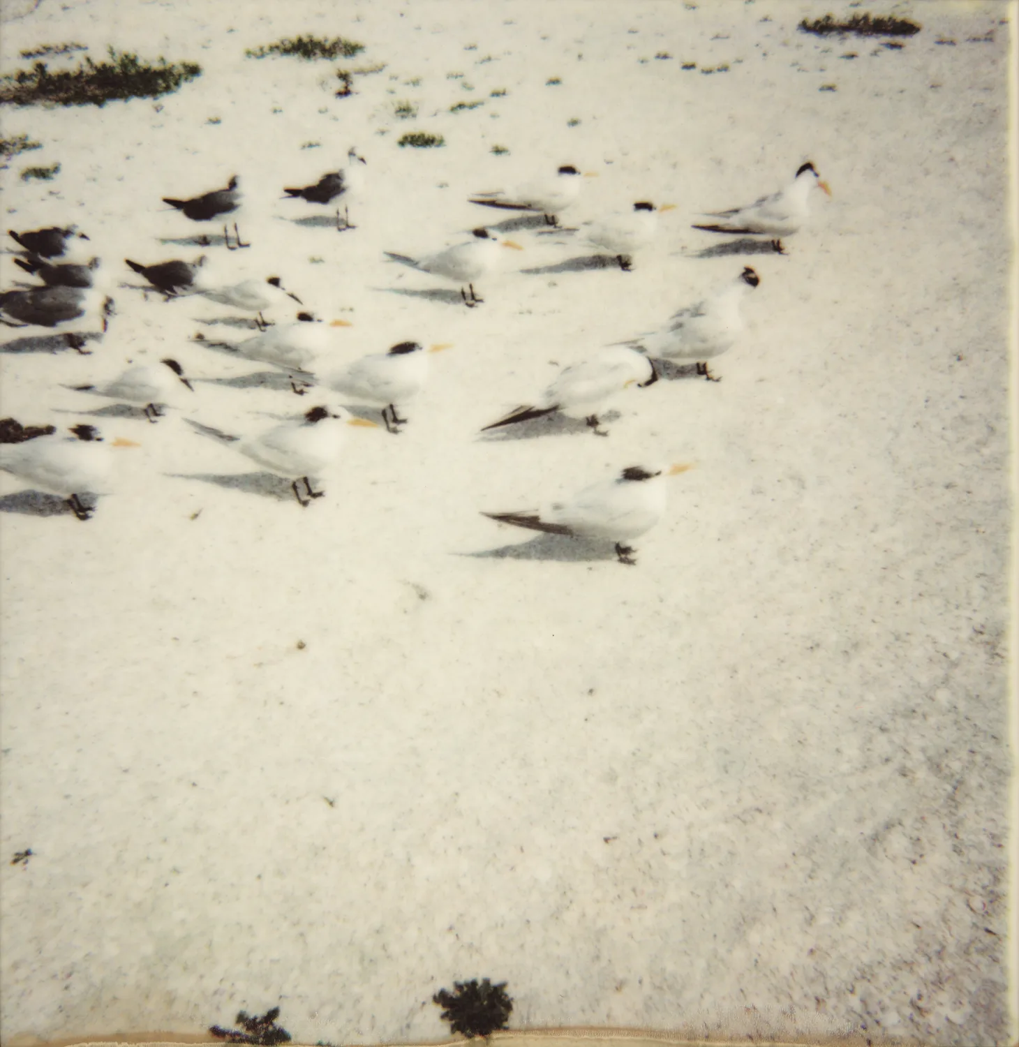 Terns resting on white sand — Expired Polaroids in Florida, fine art and analog photography by Janina Laszlo