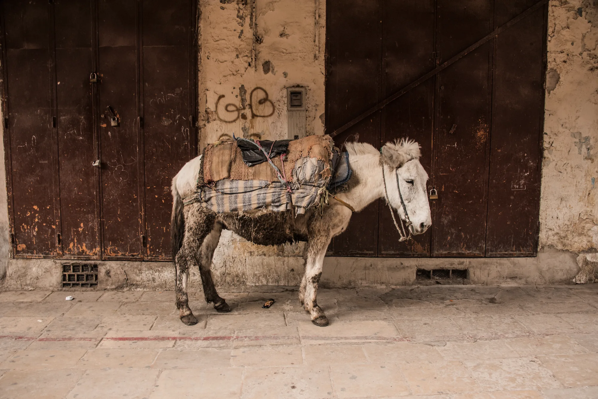 Pack mule standing before rusty iron shop shutters, Fez medina — Fez, street and travel photography by Janina Laszlo