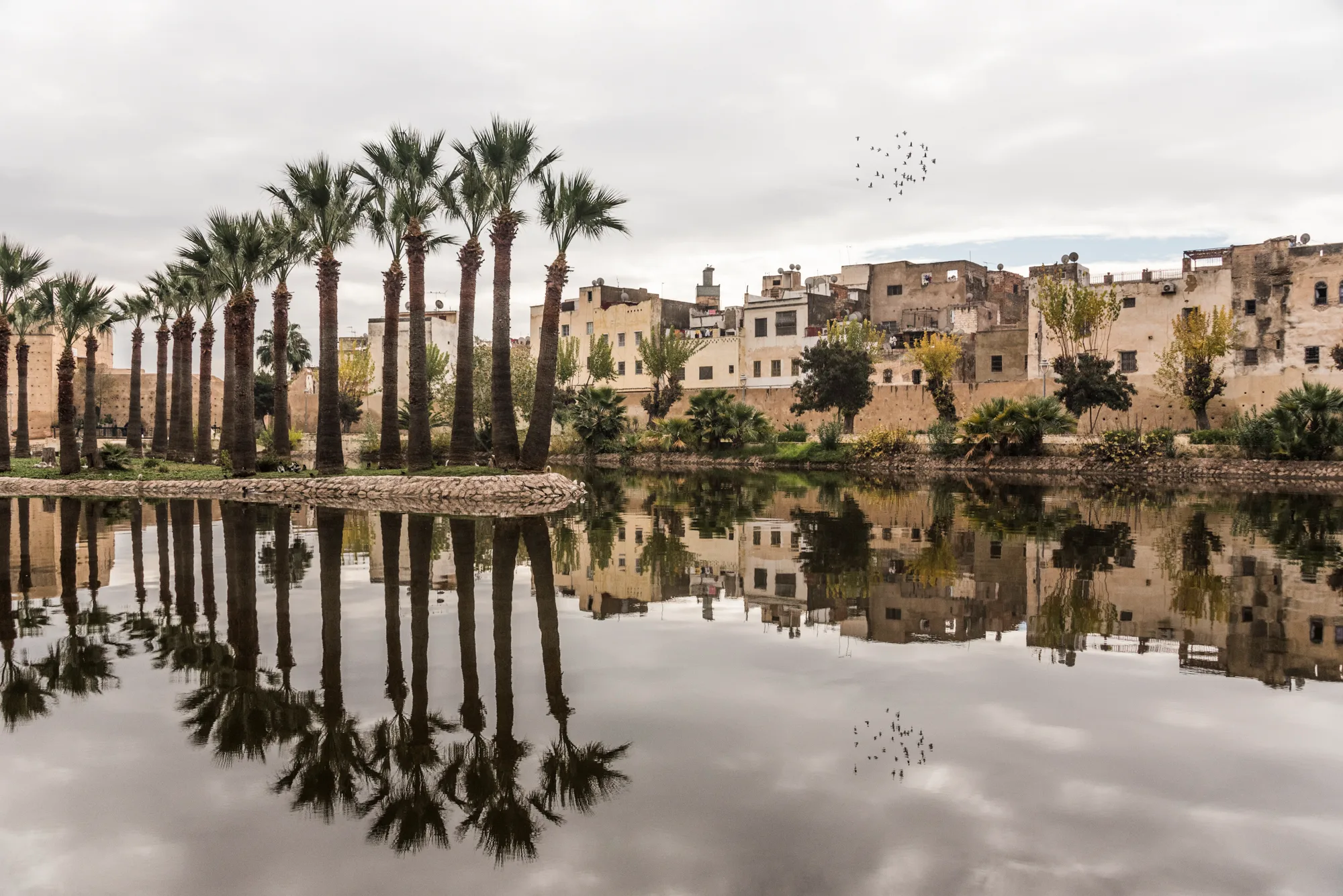 Palm trees and medina houses reflected in a garden pond, Fez — Fez, street and travel photography by Janina Laszlo