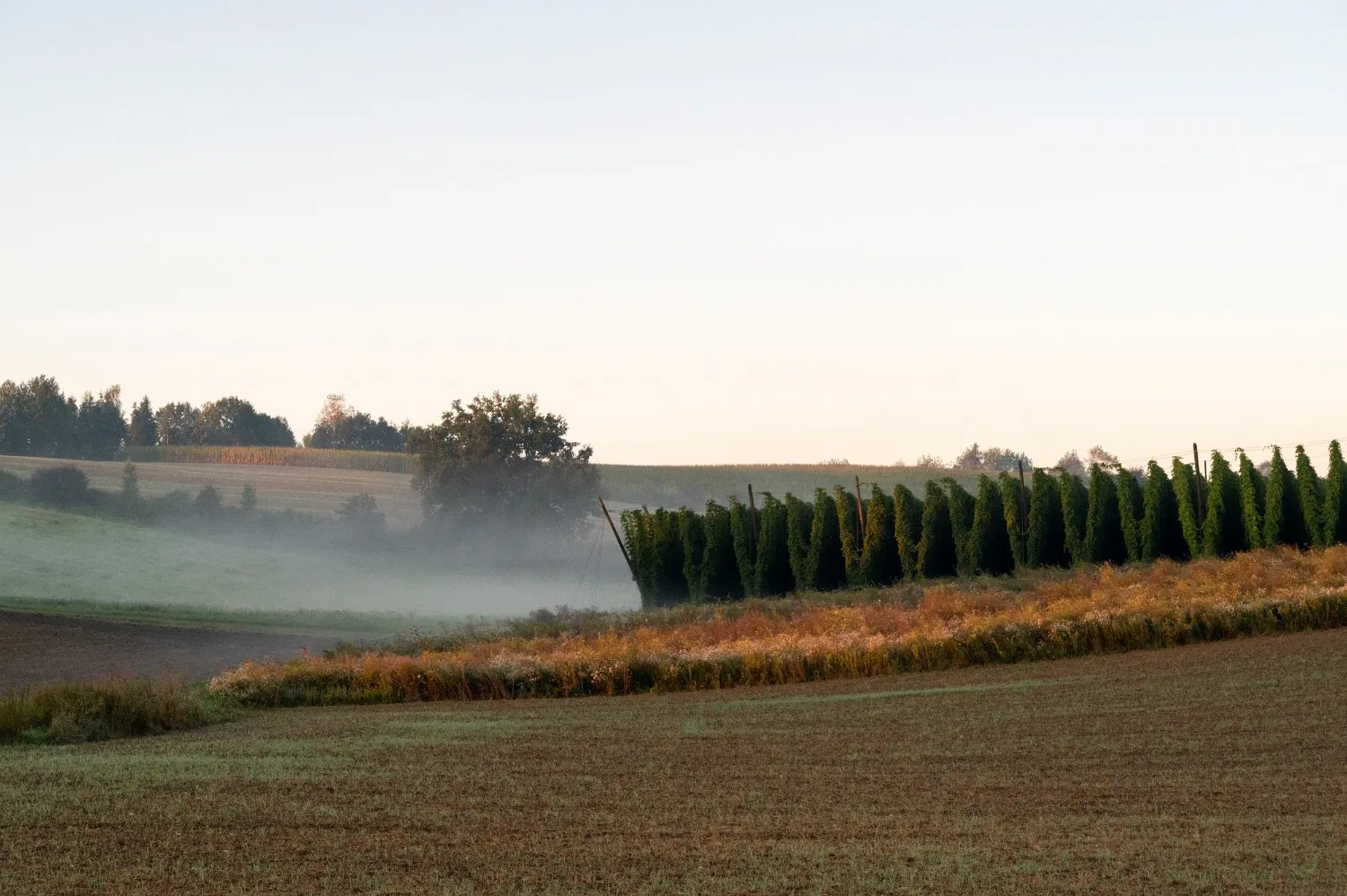 Morning mist over rolling fields and a row of hop gardens along the Hop Route in Bavaria — landscape photography for a Bavarian tourism campaign by Janina Laszlo