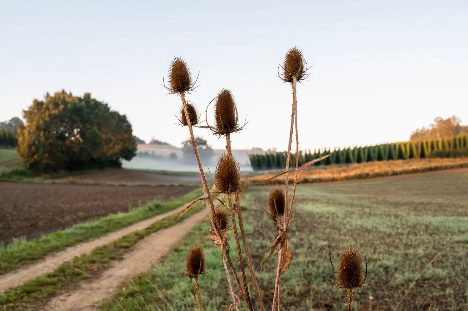 Dried teasels beside a field track and hop gardens at sunrise on the Hop Route — detail from a Bavarian tourism campaign by German commercial and editorial photographer Janina Laszlo