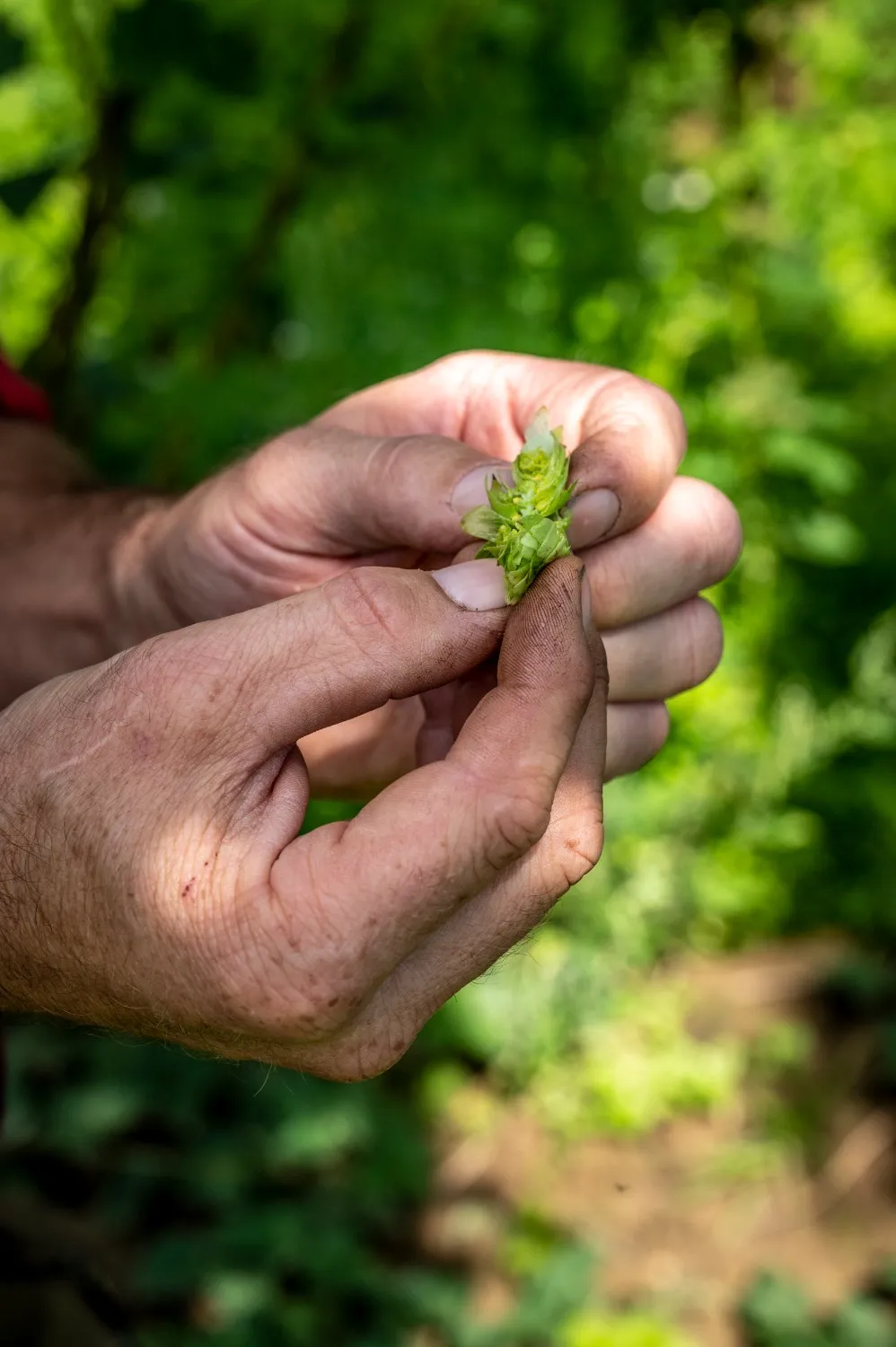 Hands breaking open a fresh hop cone — detail from the Hop Route tourism campaign in Bavaria, photographed by German commercial and editorial photographer Janina Laszlo