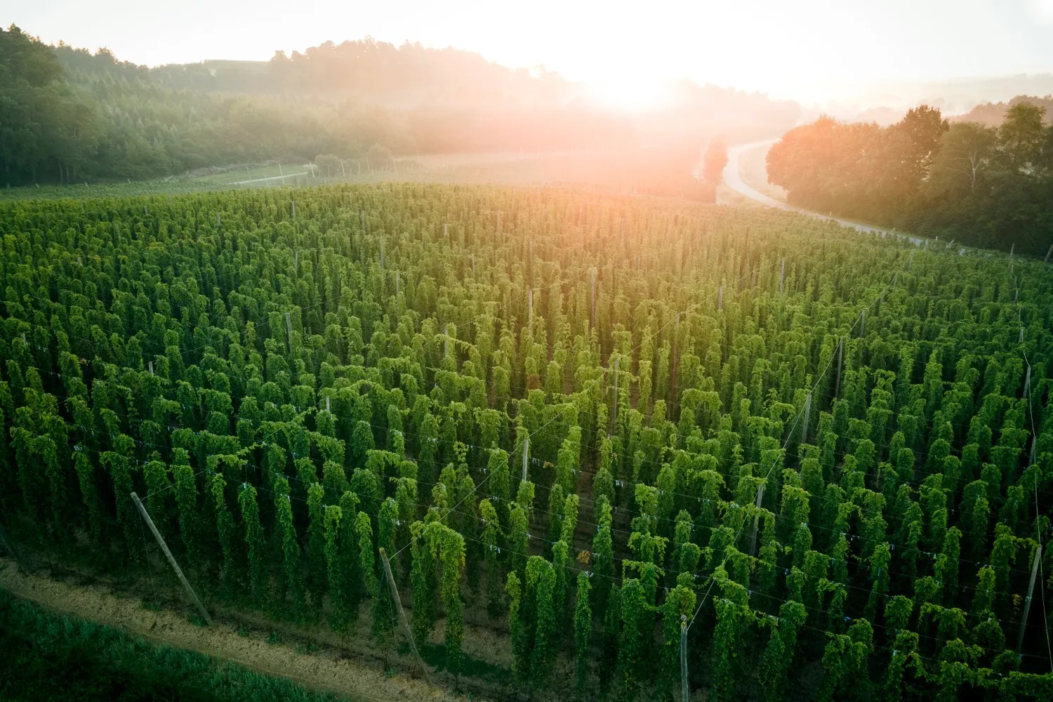 Aerial view over rows of hop bines with sun flare — scenic Bavarian landscape on the Hop Route, photographed for a tourism campaign by German photographer Janina Laszlo