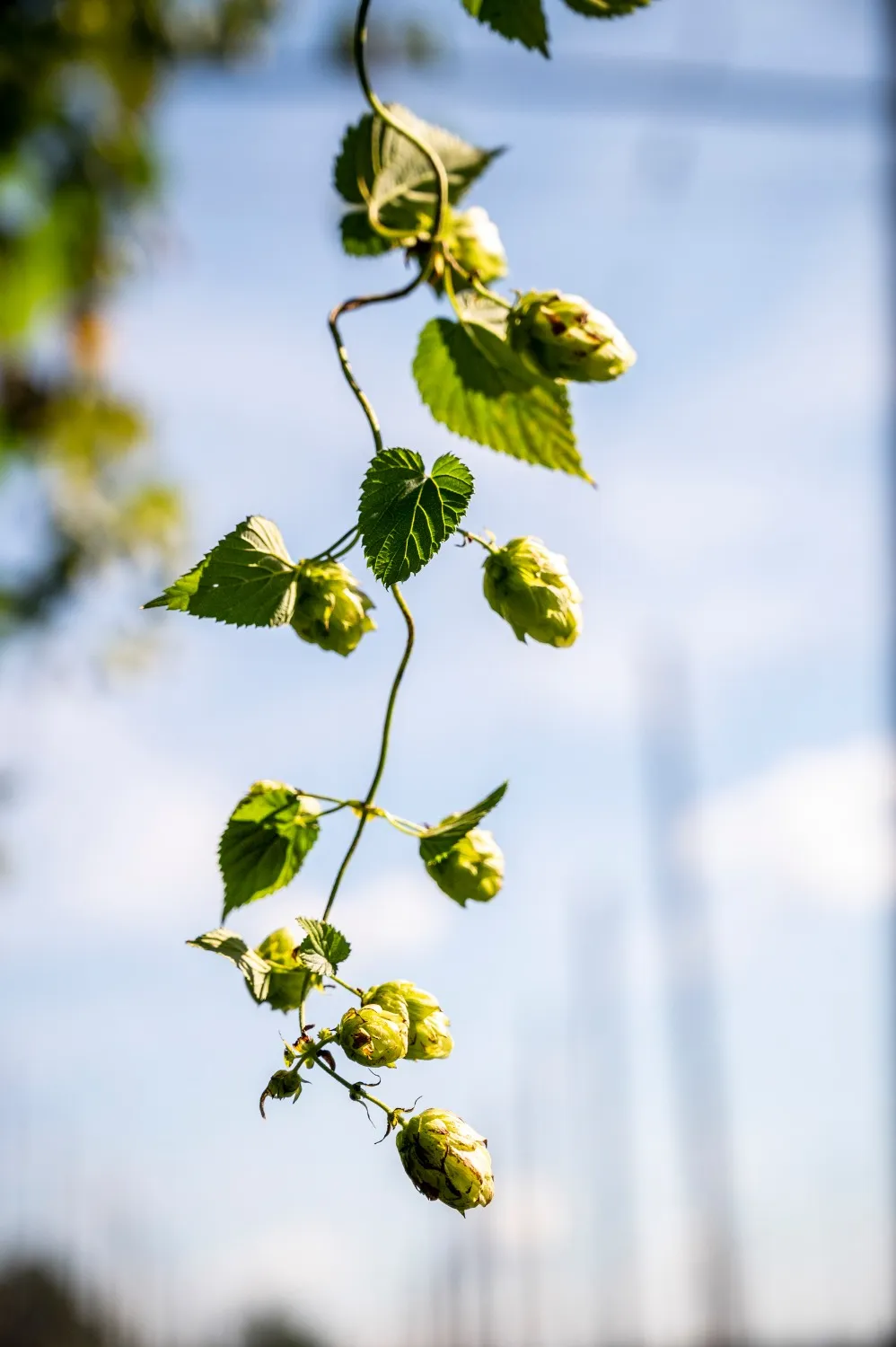 Hop cones hanging on a bine against a blue sky — detail from the Hop Route campaign for Bavarian cycling tourism by German commercial and editorial photographer Janina Laszlo