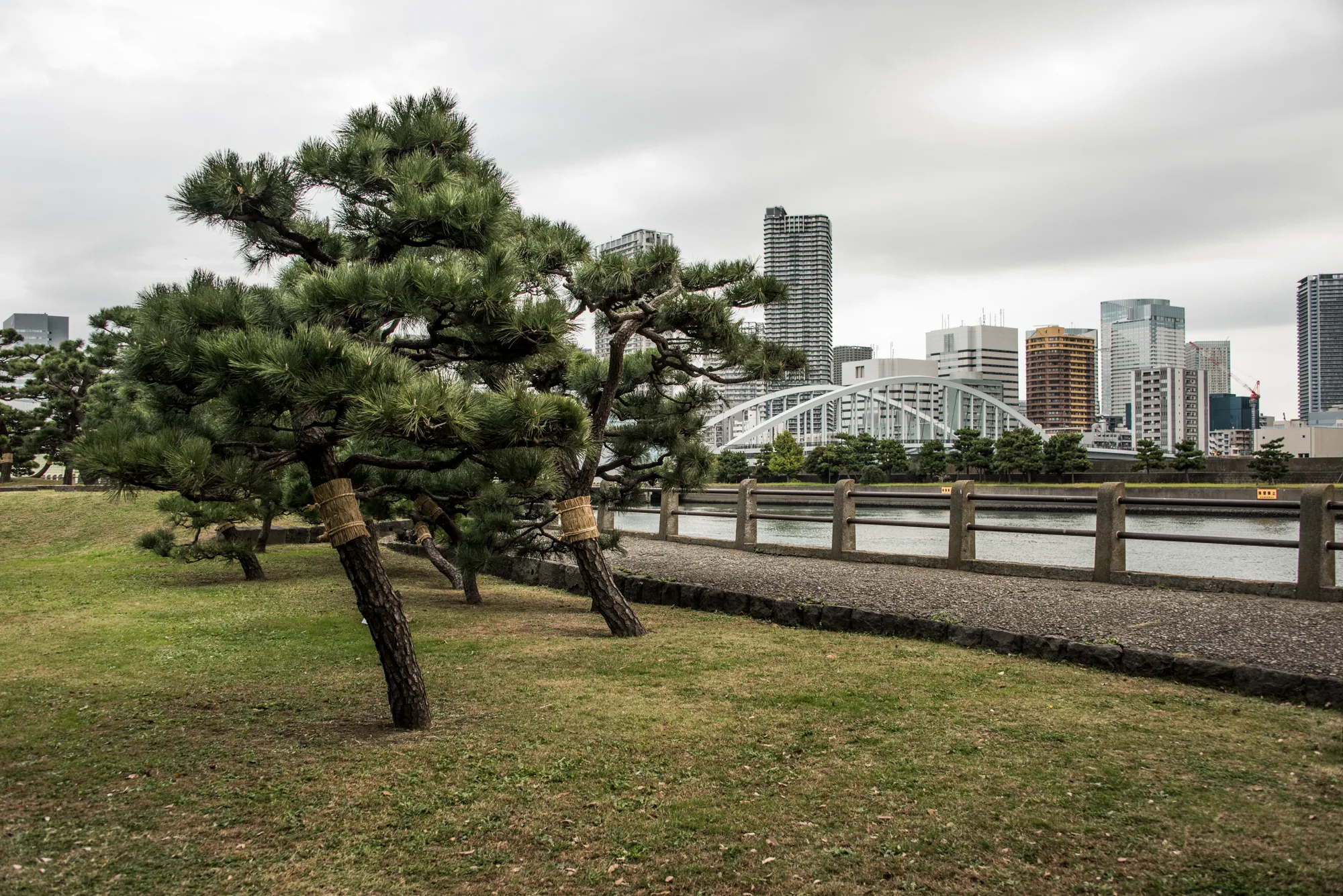 Straw-wrapped pines and the Kachidoki Bridge, Hama-rikyu Gardens, Tokyo — Japan, travel and street photography by Janina Laszlo