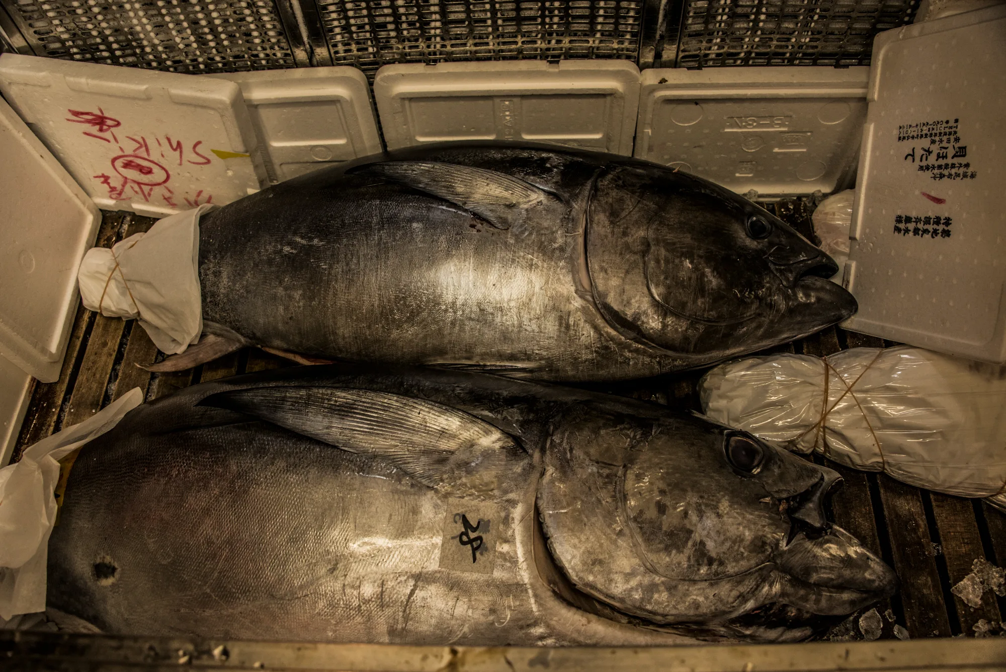 Two whole tuna on a wooden pallet, Tsukiji fish market, Tokyo — Japan, travel and street photography by Janina Laszlo