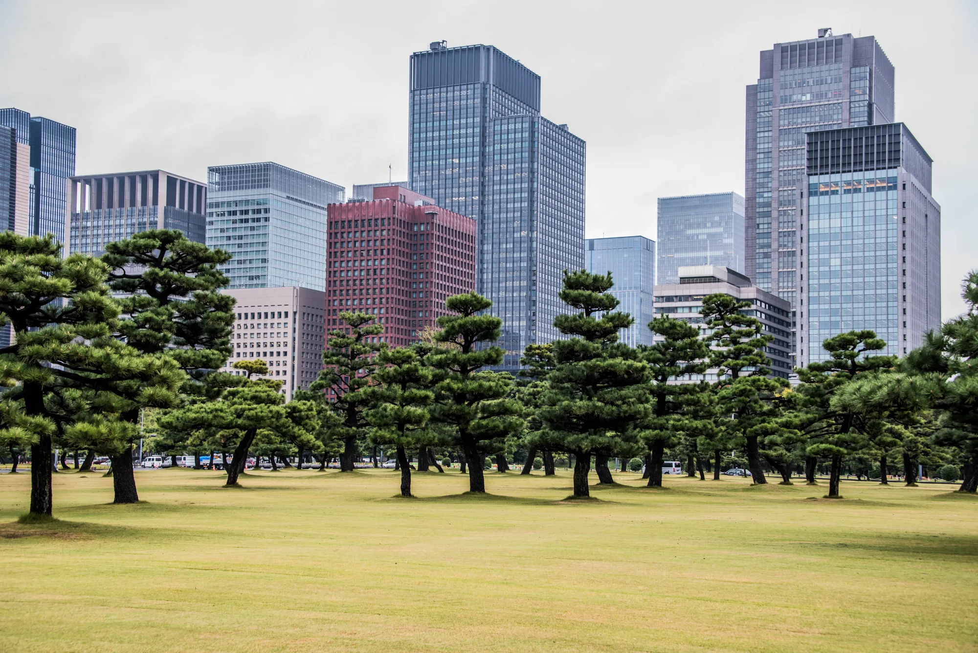 Black pines on the lawns of Kokyo Gaien in front of Marunouchi skyscrapers, Tokyo — Japan, travel and street photography by Janina Laszlo