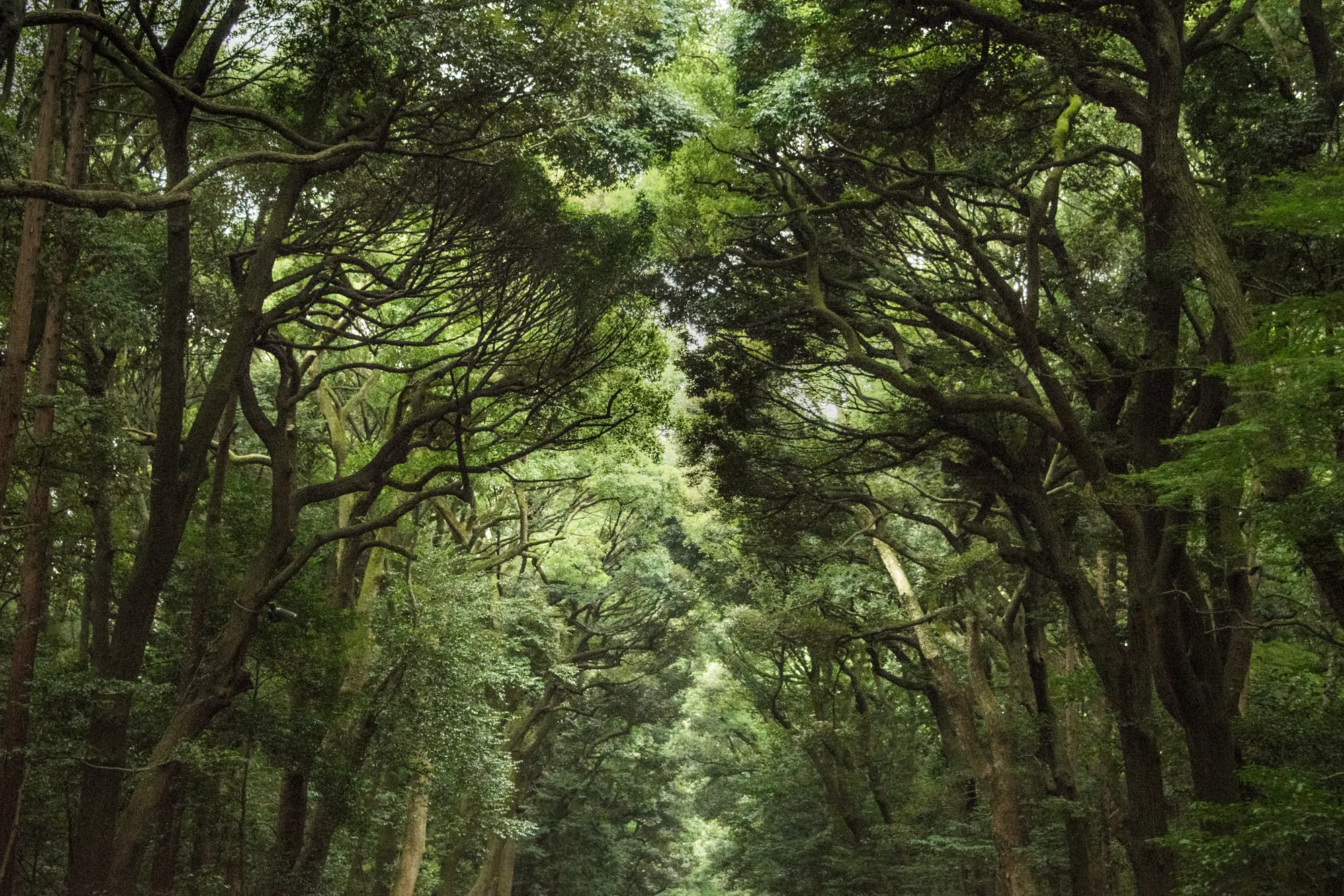Arching trees over a forest path, Tokyo — Japan, travel and street photography by Janina Laszlo