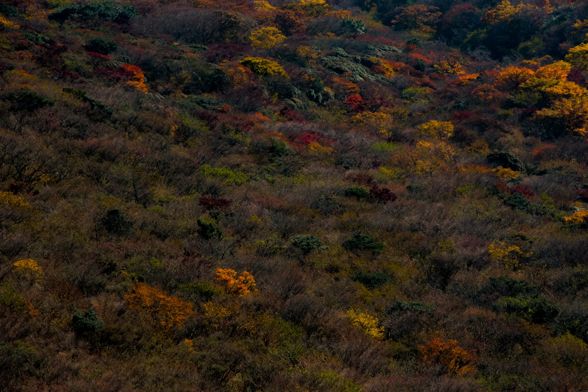 Hillside of autumn foliage in red, orange and yellow, Japan — Japan, travel and street photography by Janina Laszlo