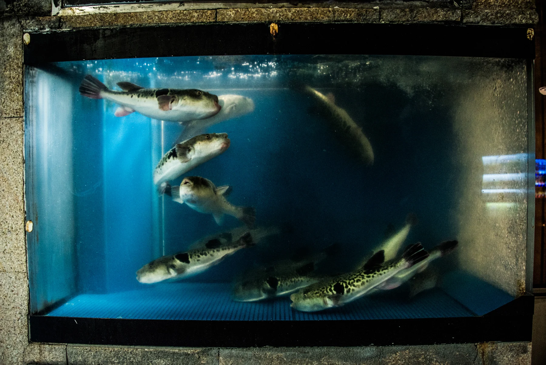 Pufferfish (fugu) swimming in a blue-lit tank set into a stone restaurant facade, Japan — Japan, travel and street photography by Janina Laszlo